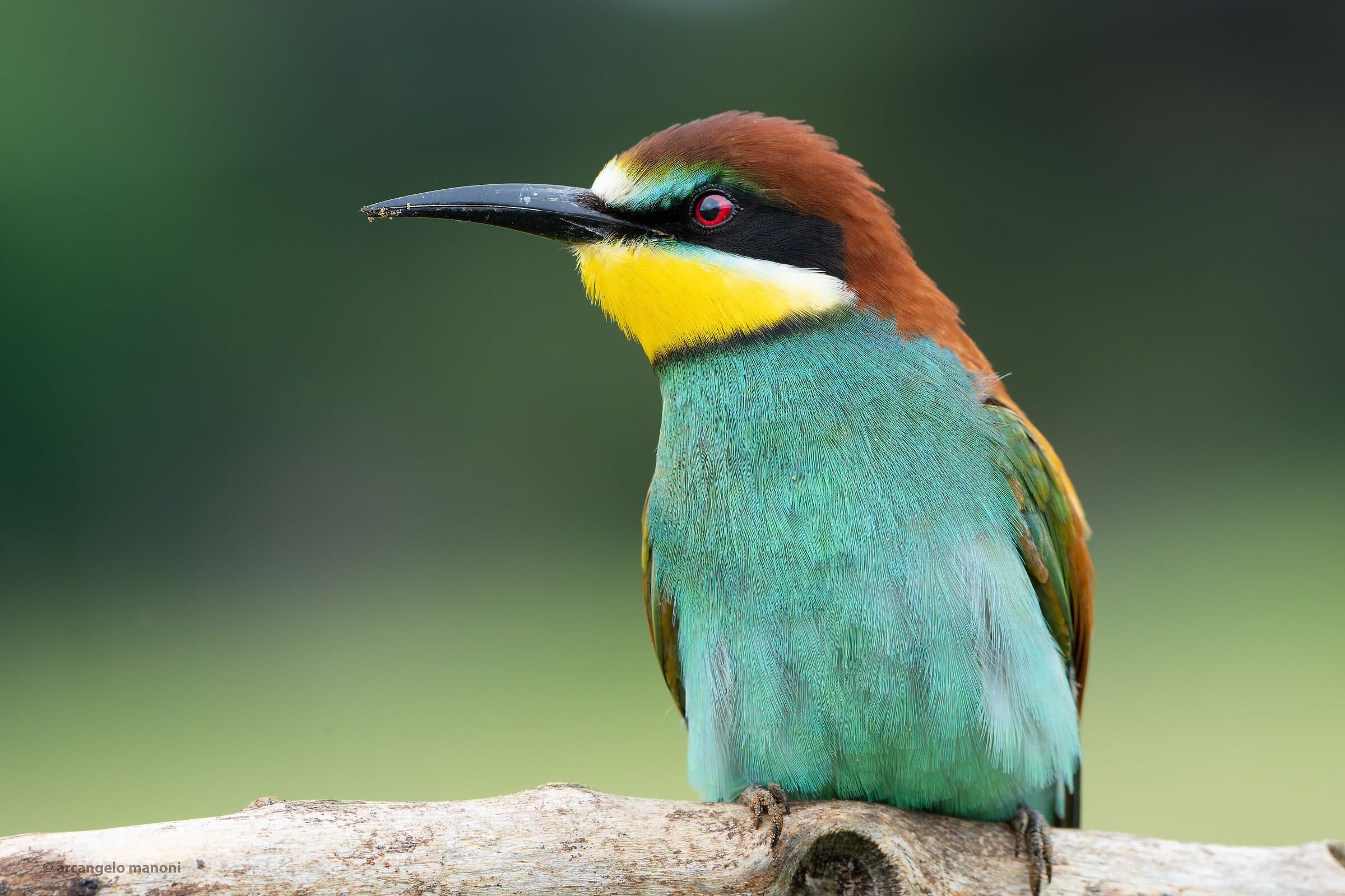 I had never seen the bee-eater's undereyelashes