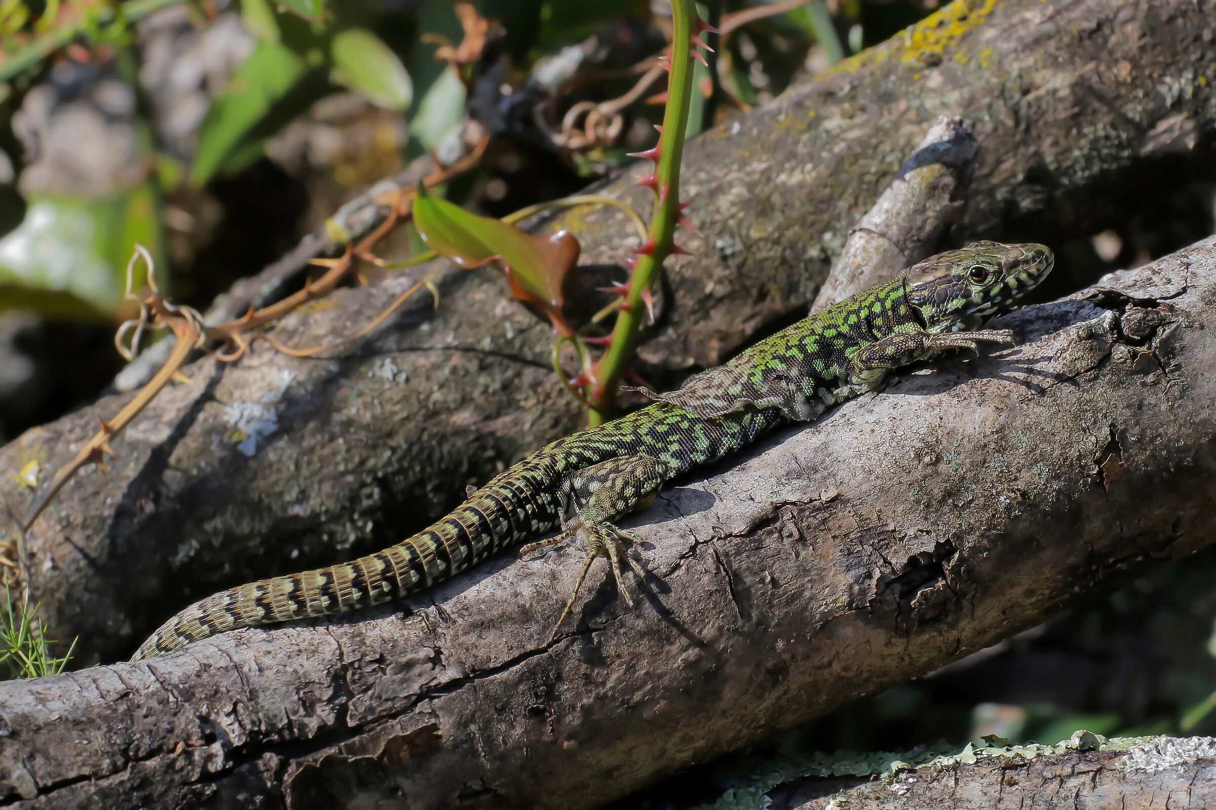 Wall lizard in wetsuit