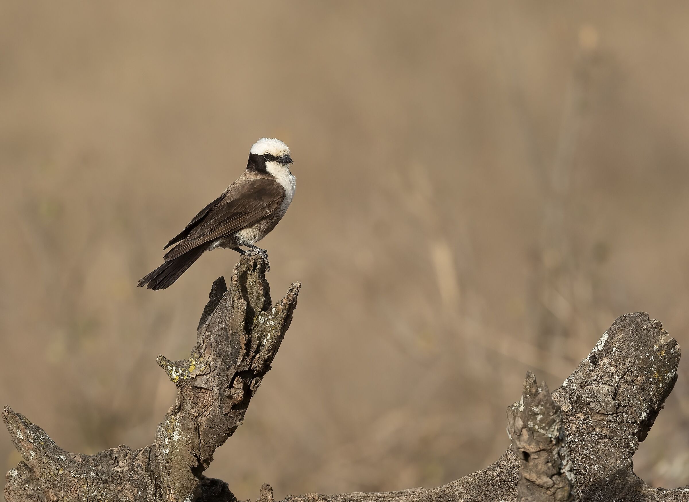 White-headed Shrike