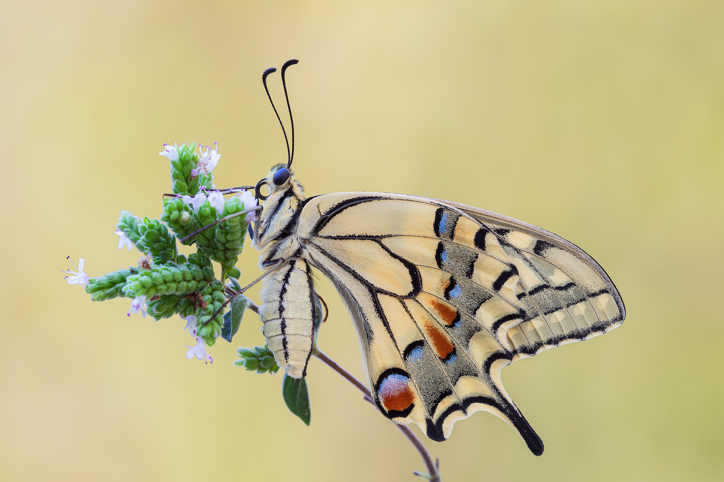 Swallowtail