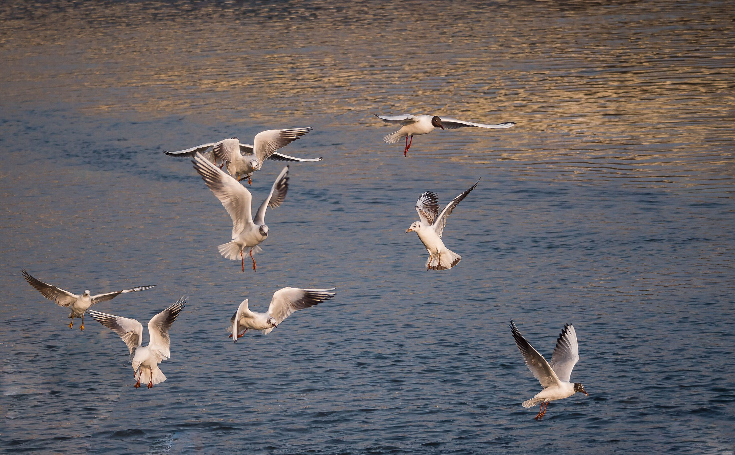 Volare & Danzare...