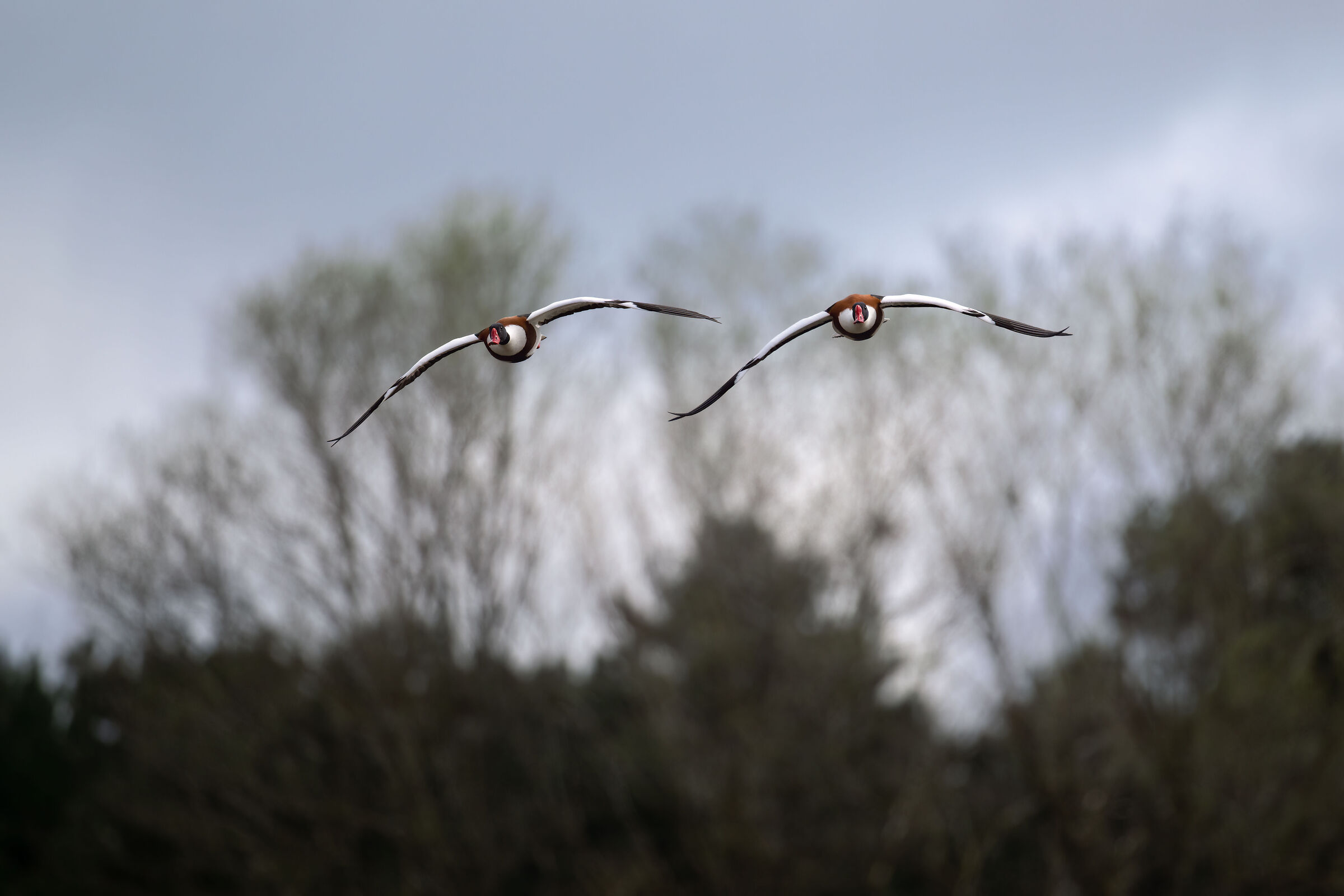 Shelduck (Tadorna tadorna)