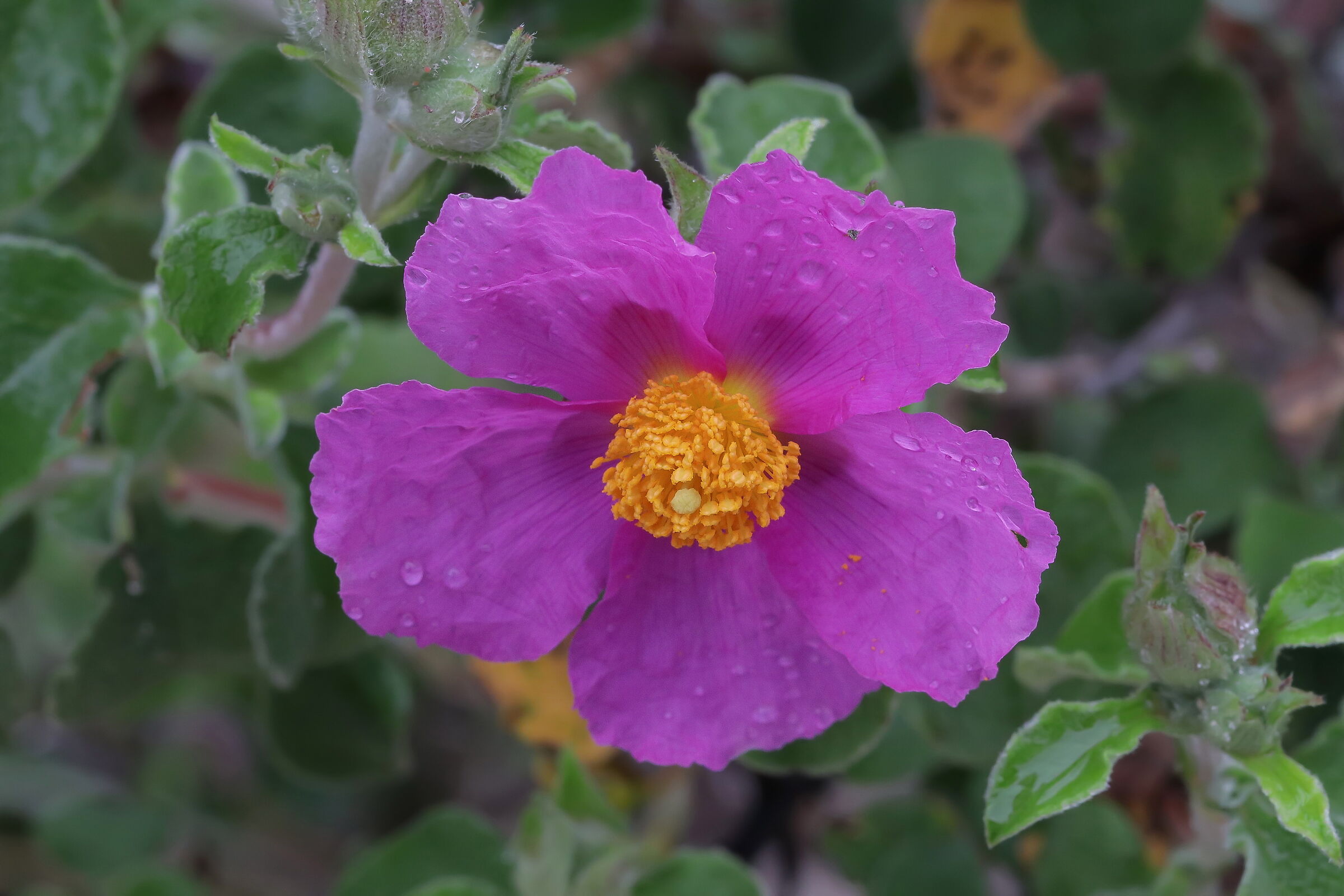 Flower of Cistus sp.