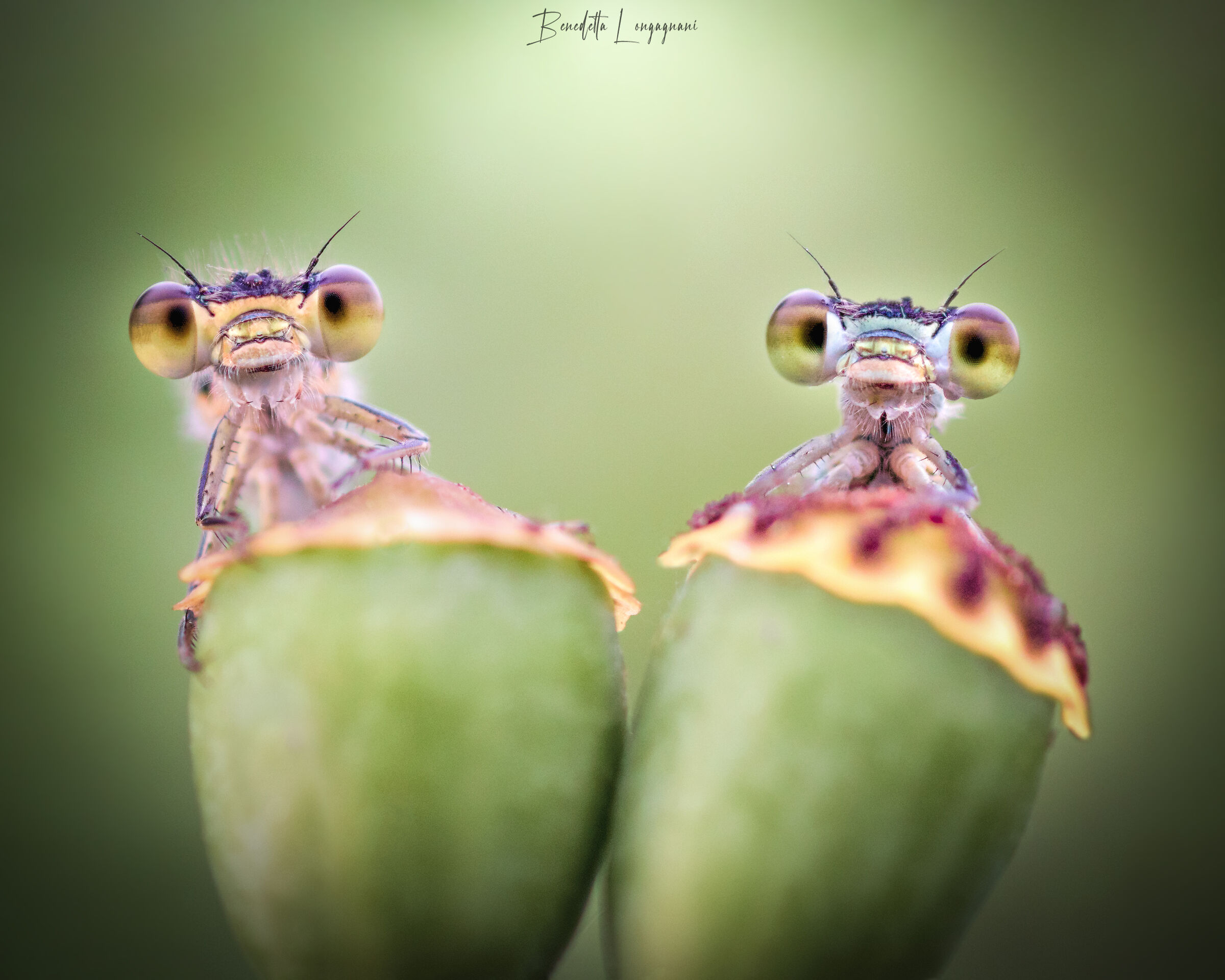 Friends on a gloomy morning