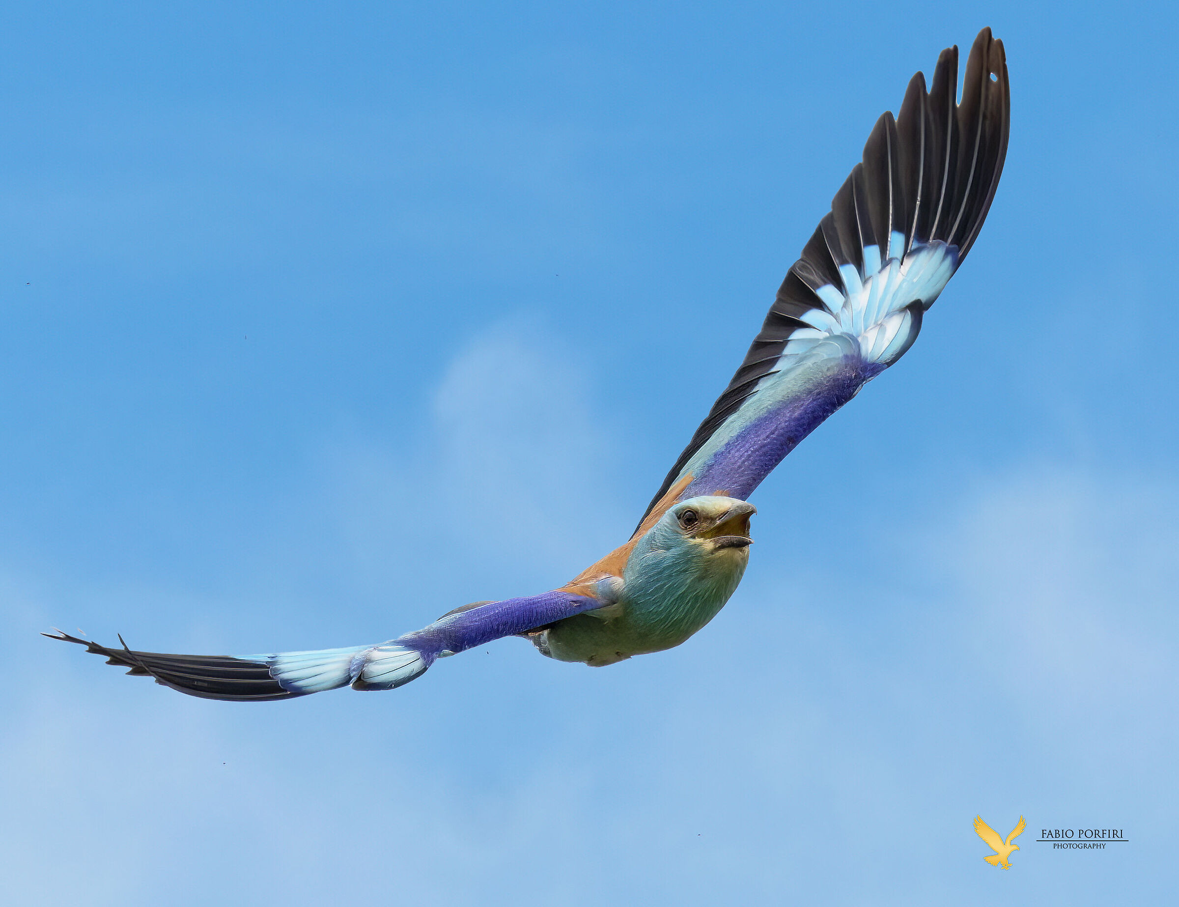 ghiandaia marina .. urlante