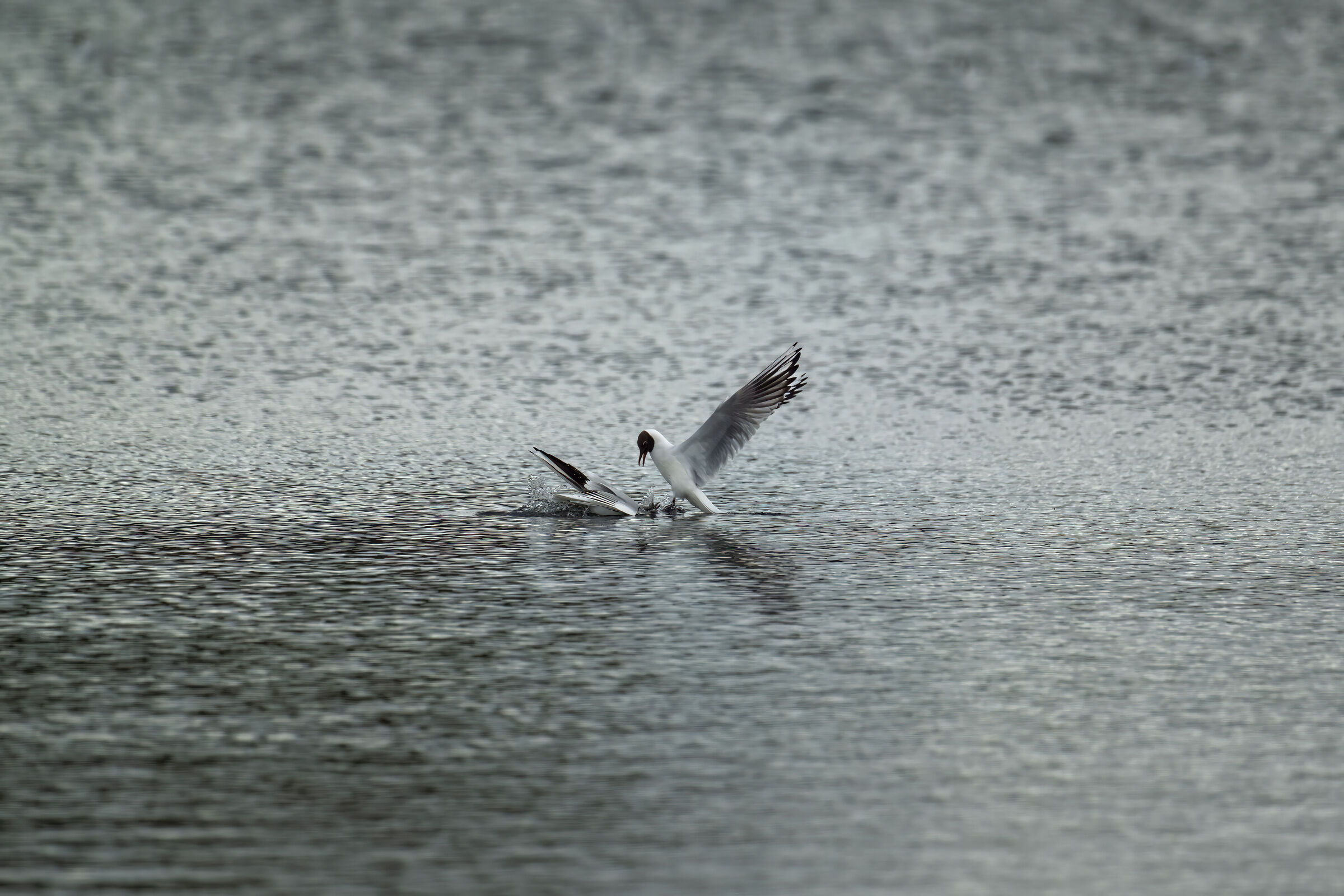 Black-headed Gull (Chroicocephalus ridibundus)