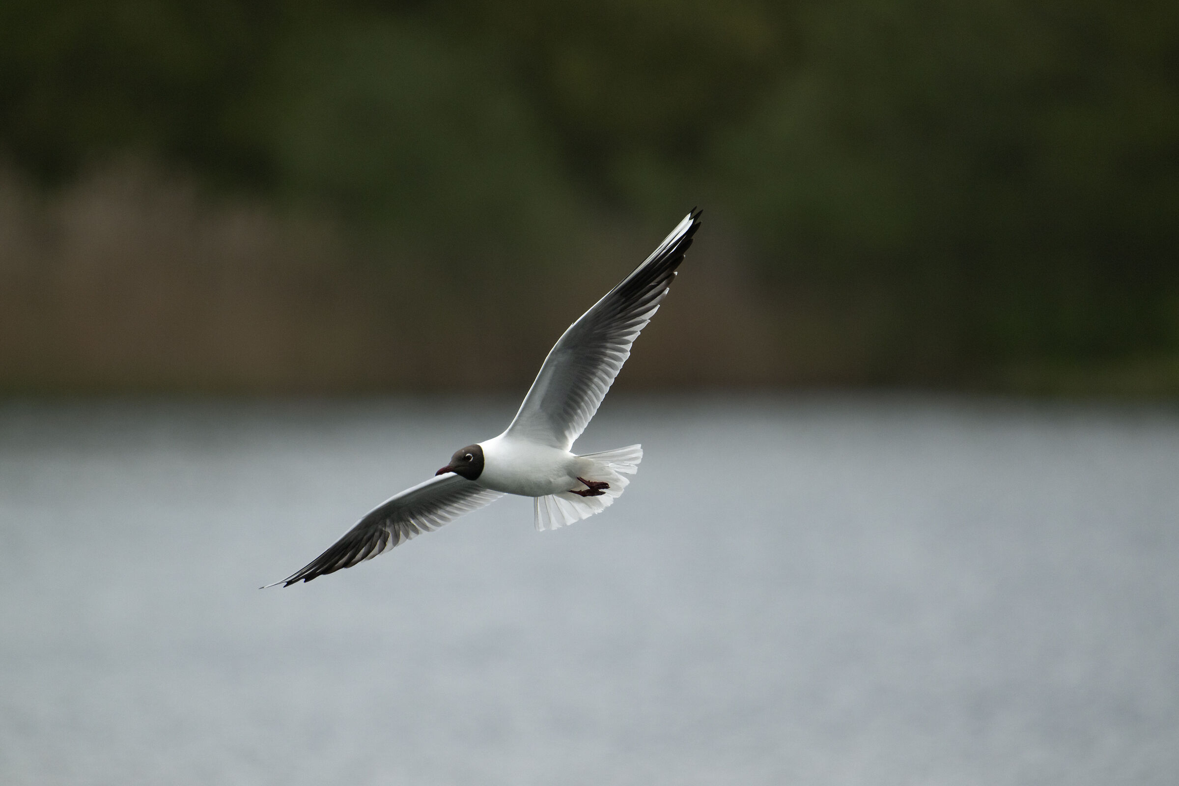 Black-headed Gull (Chroicocephalus ridibundus)
