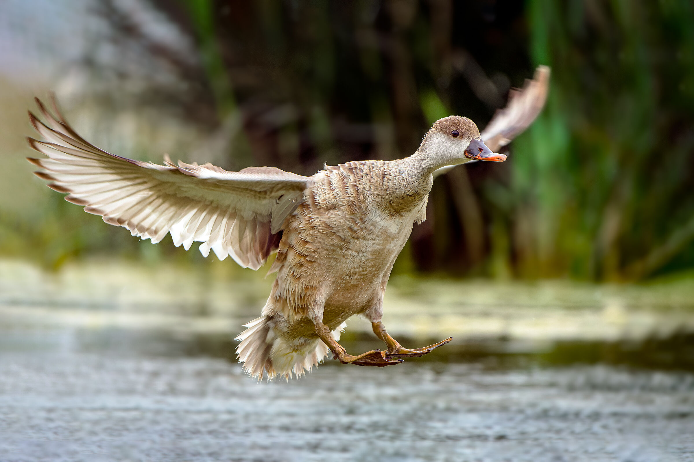 Red-crested pochard