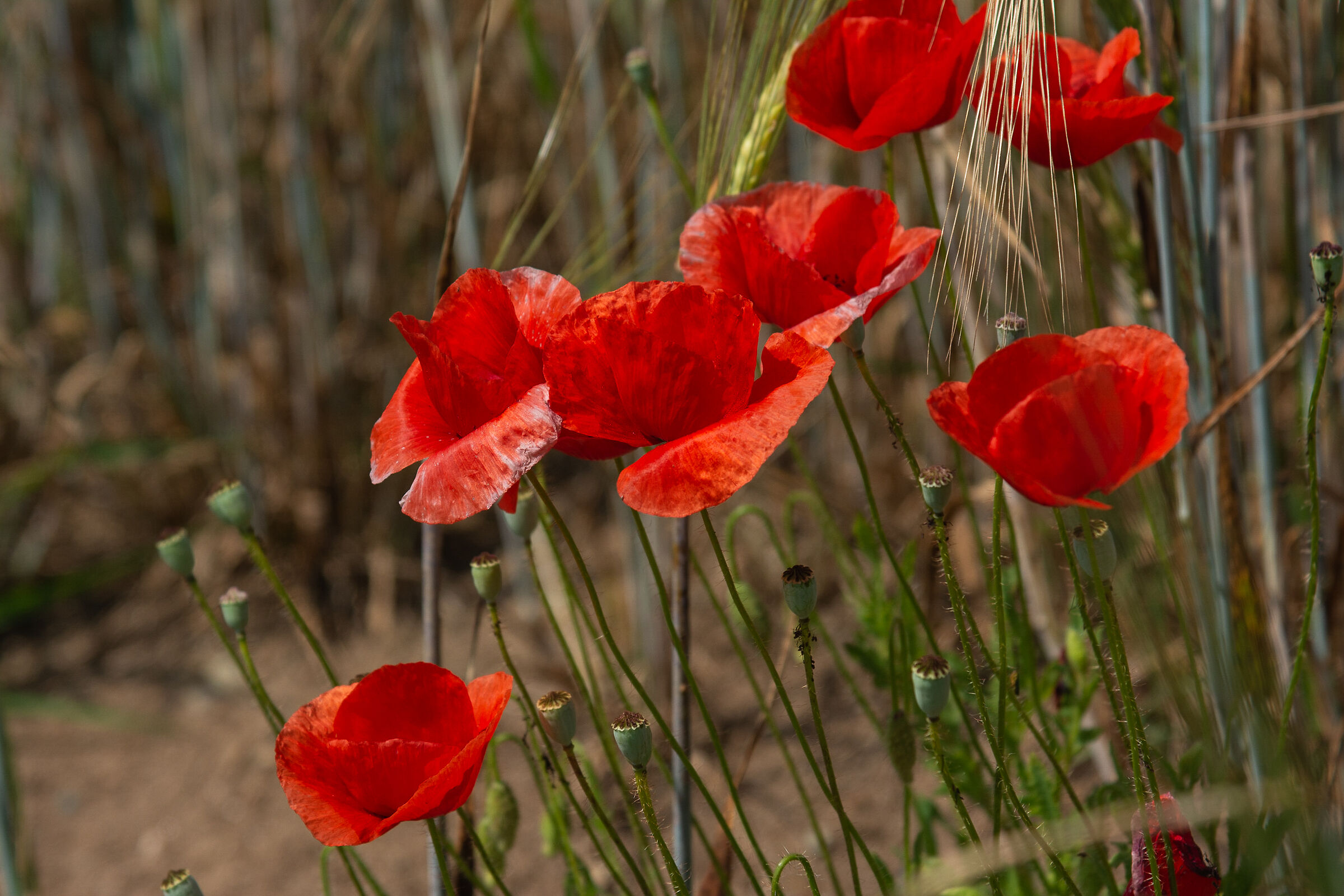 red of love