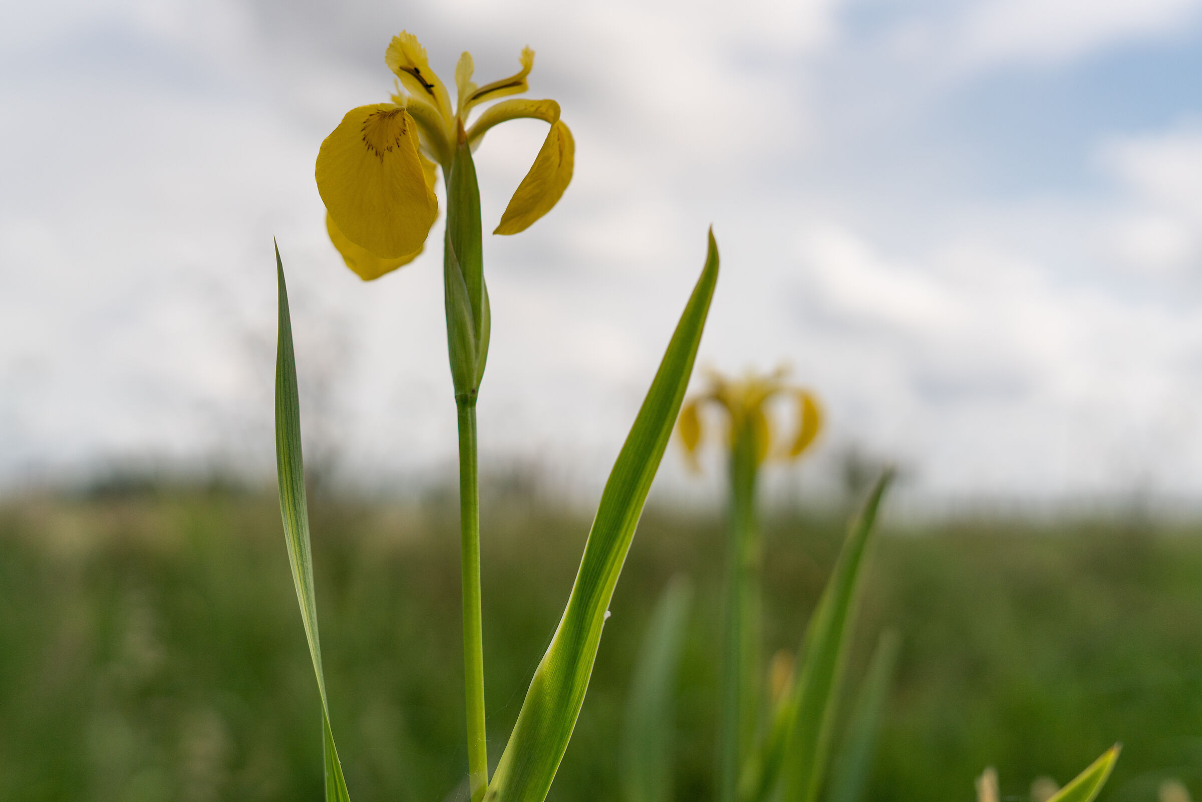 Iris 1