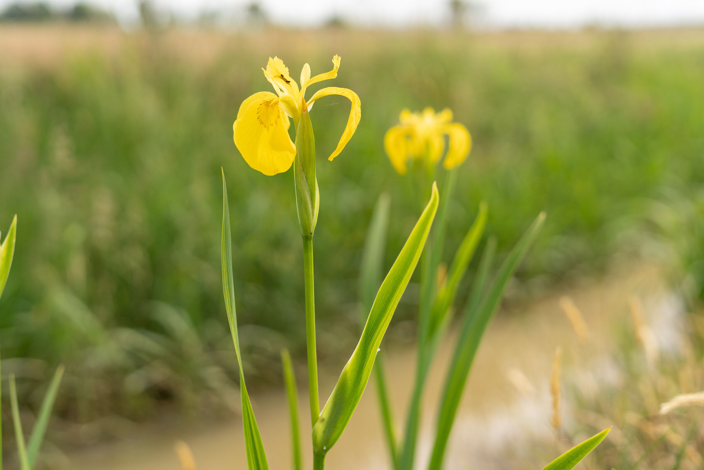 Iris 1