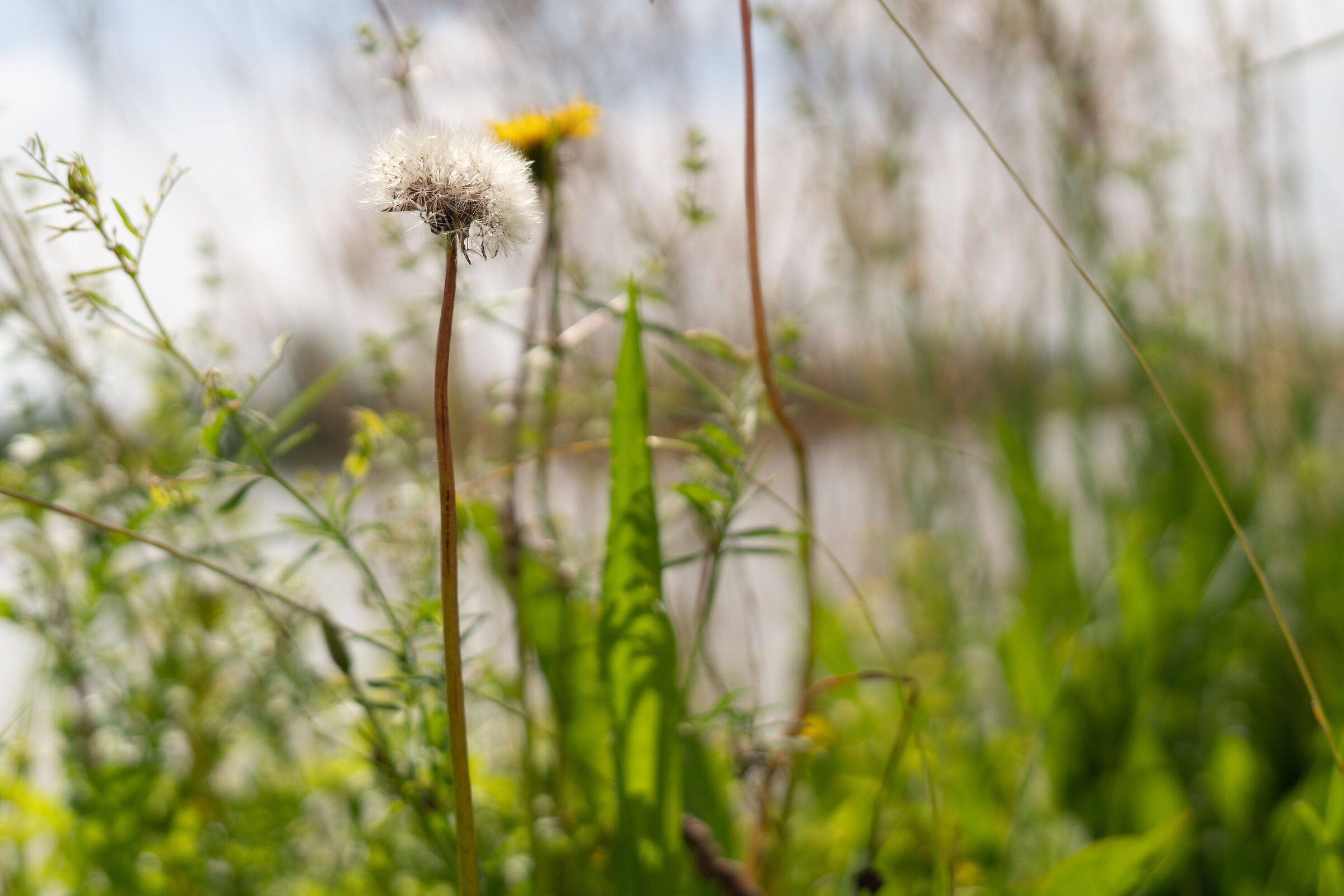 Lightness