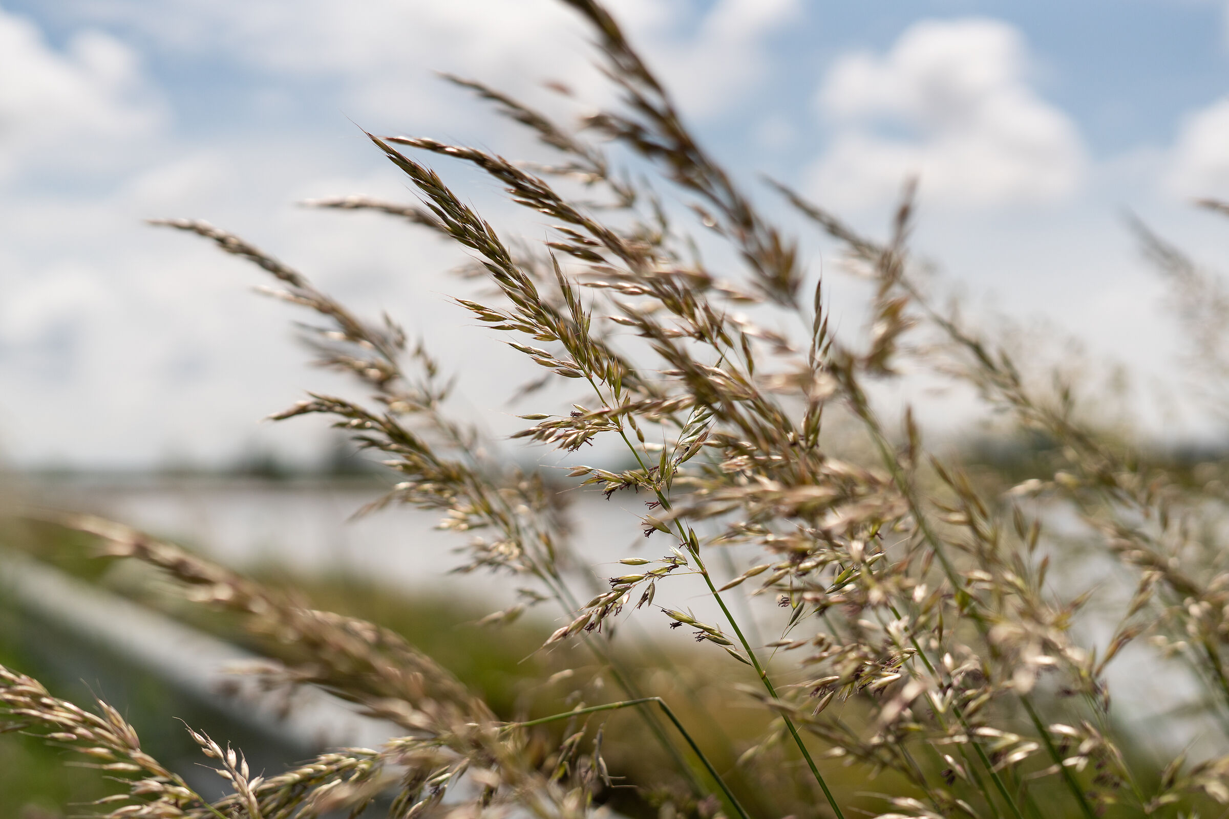 in the wind