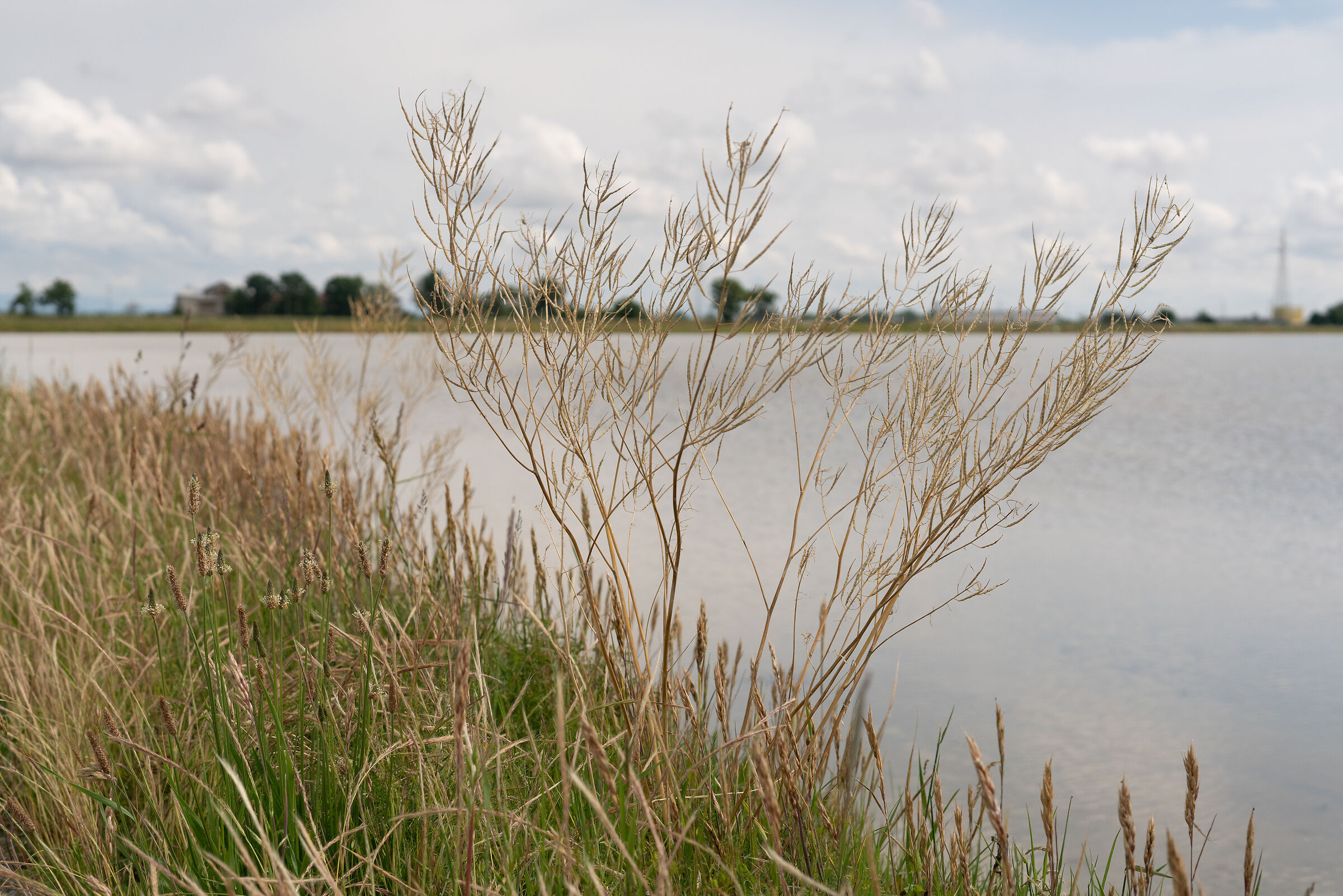 On the embankment in the paddy field