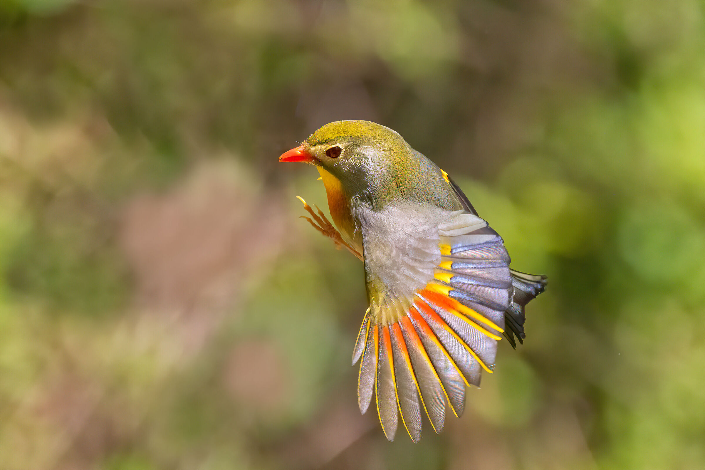 usignolo del giappone