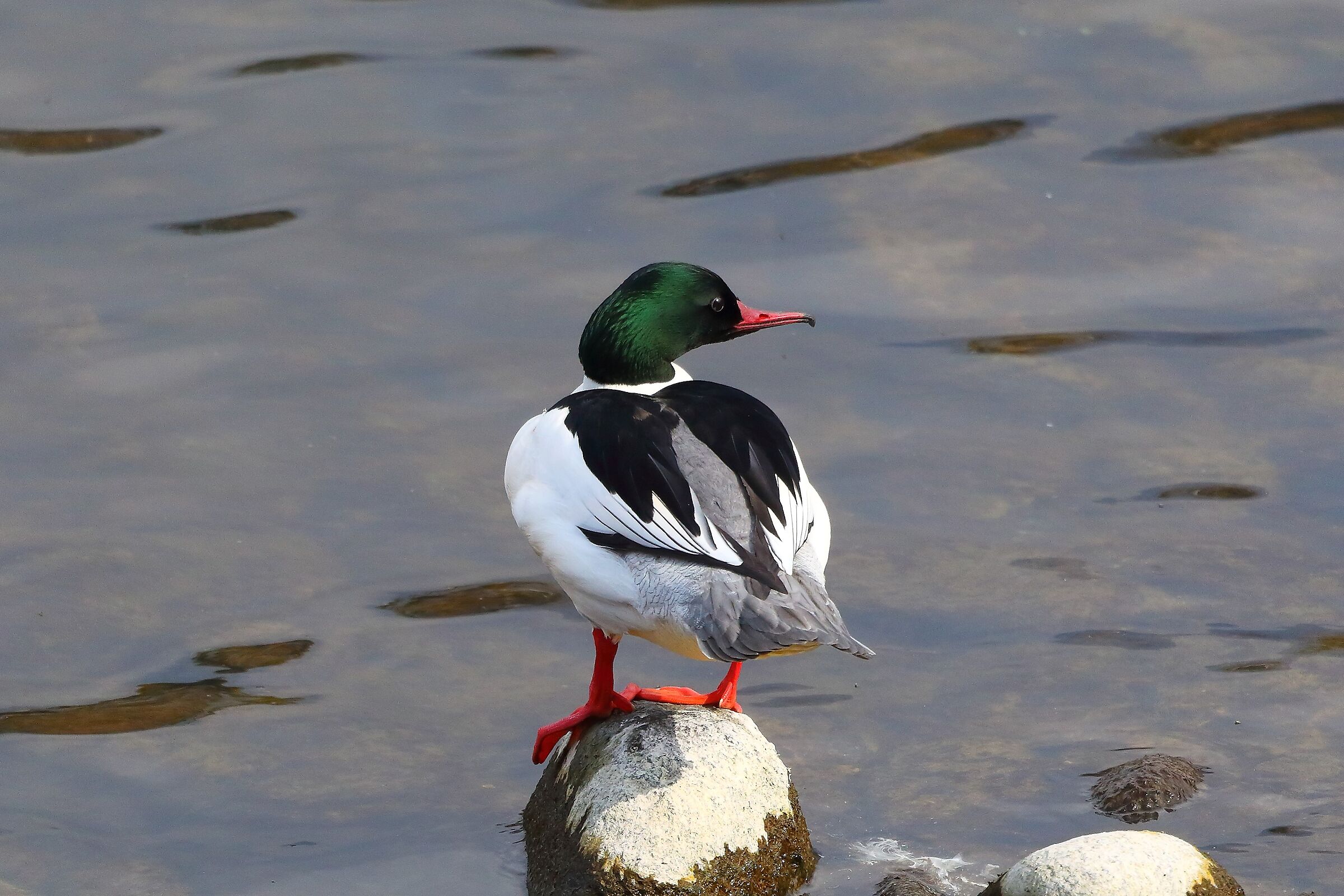 Smergo 28 febbraio 2023