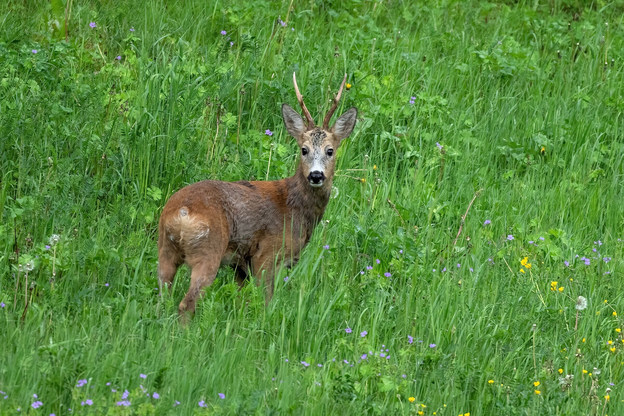 Roe deer (Capreolus capreolus)