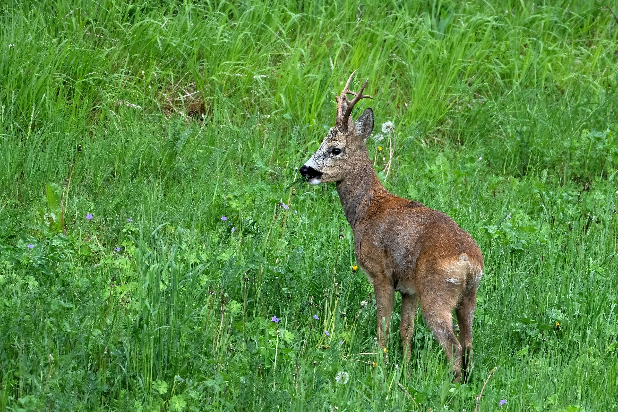Roe deer (Capreolus capreolus)