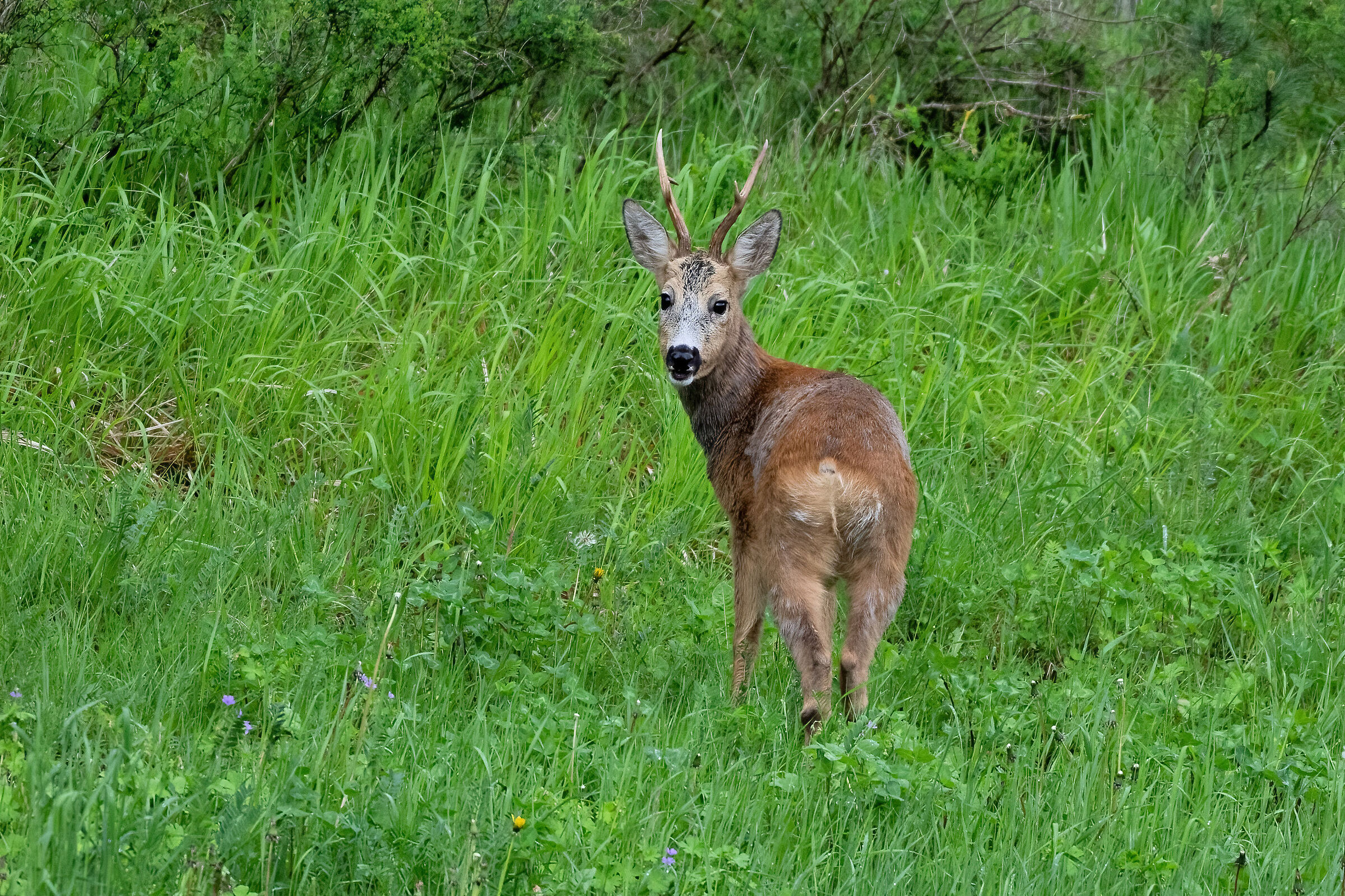 Roe deer (Capreolus capreolus)