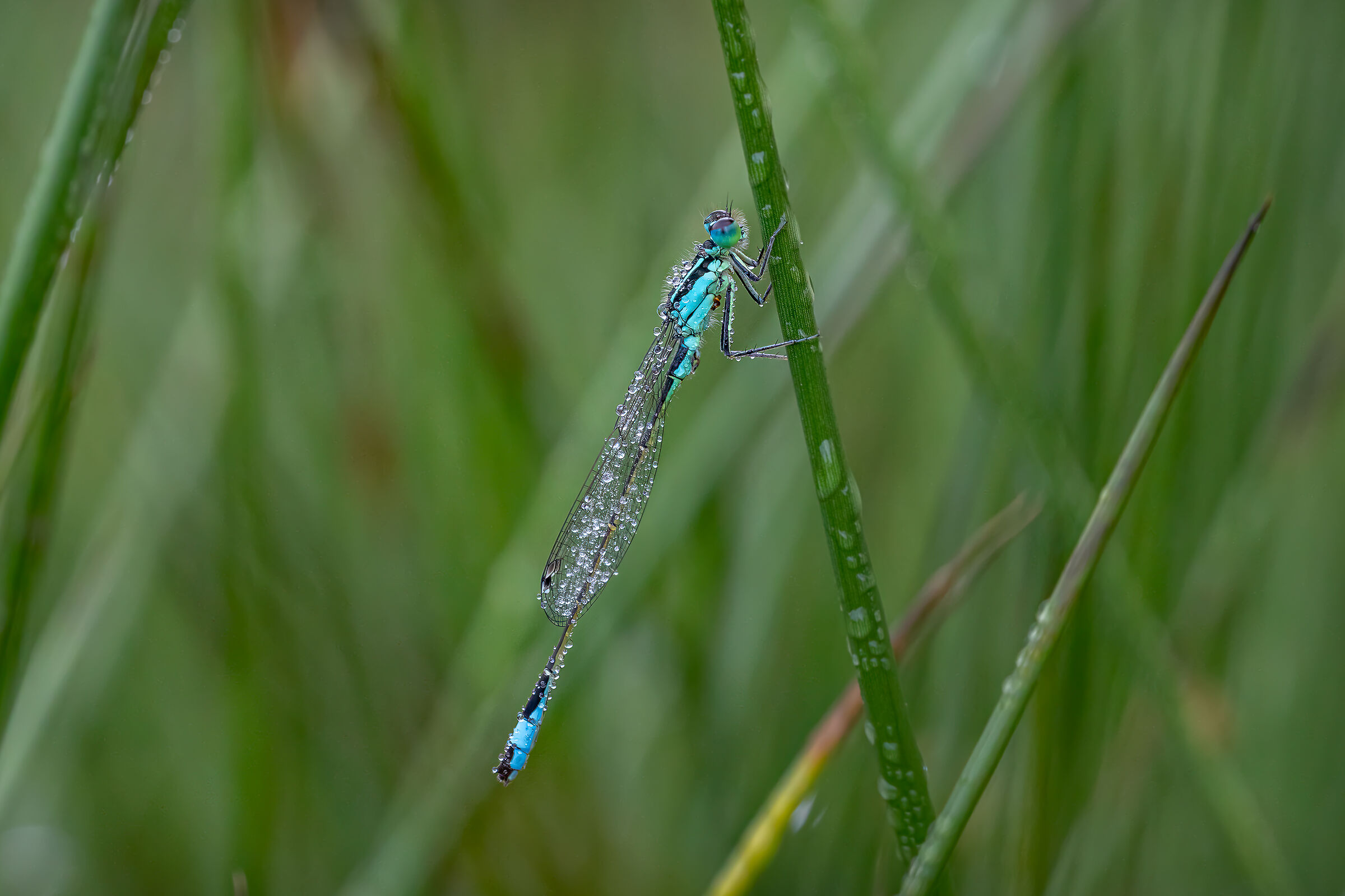 Ischnura elegans in the early morning