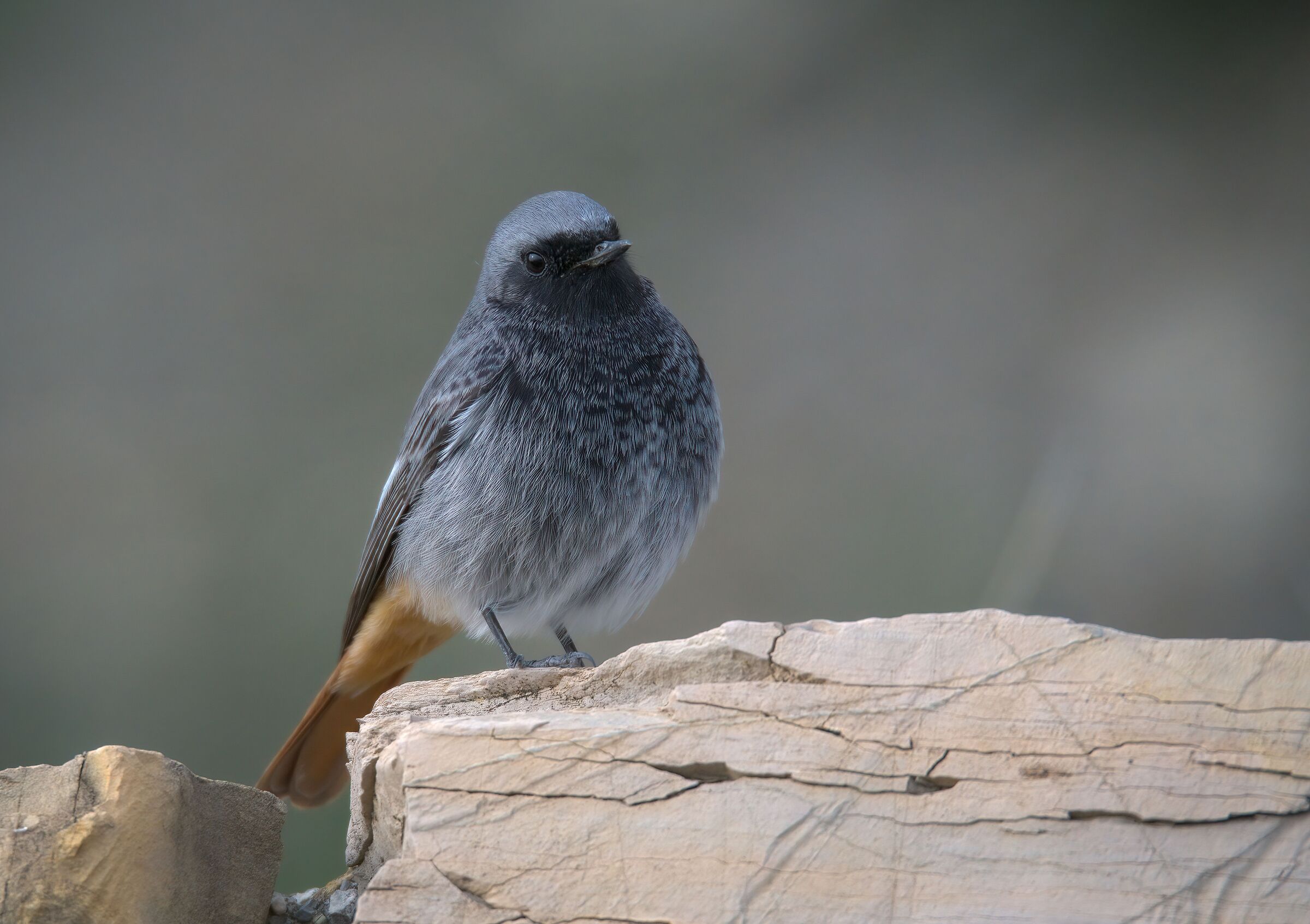 Codirosso spazzacamino