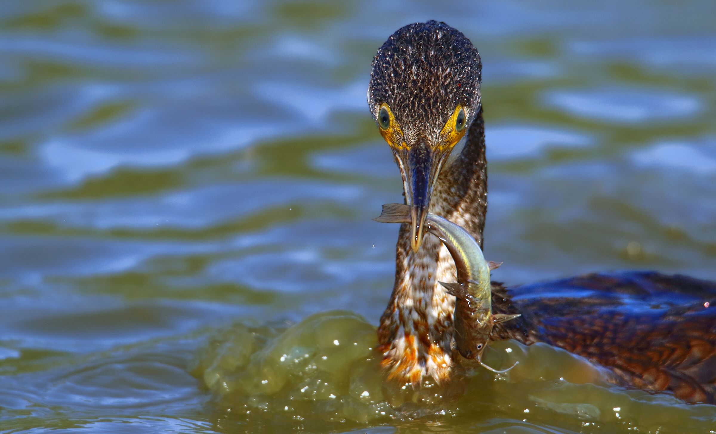 Il cormorano da riporto