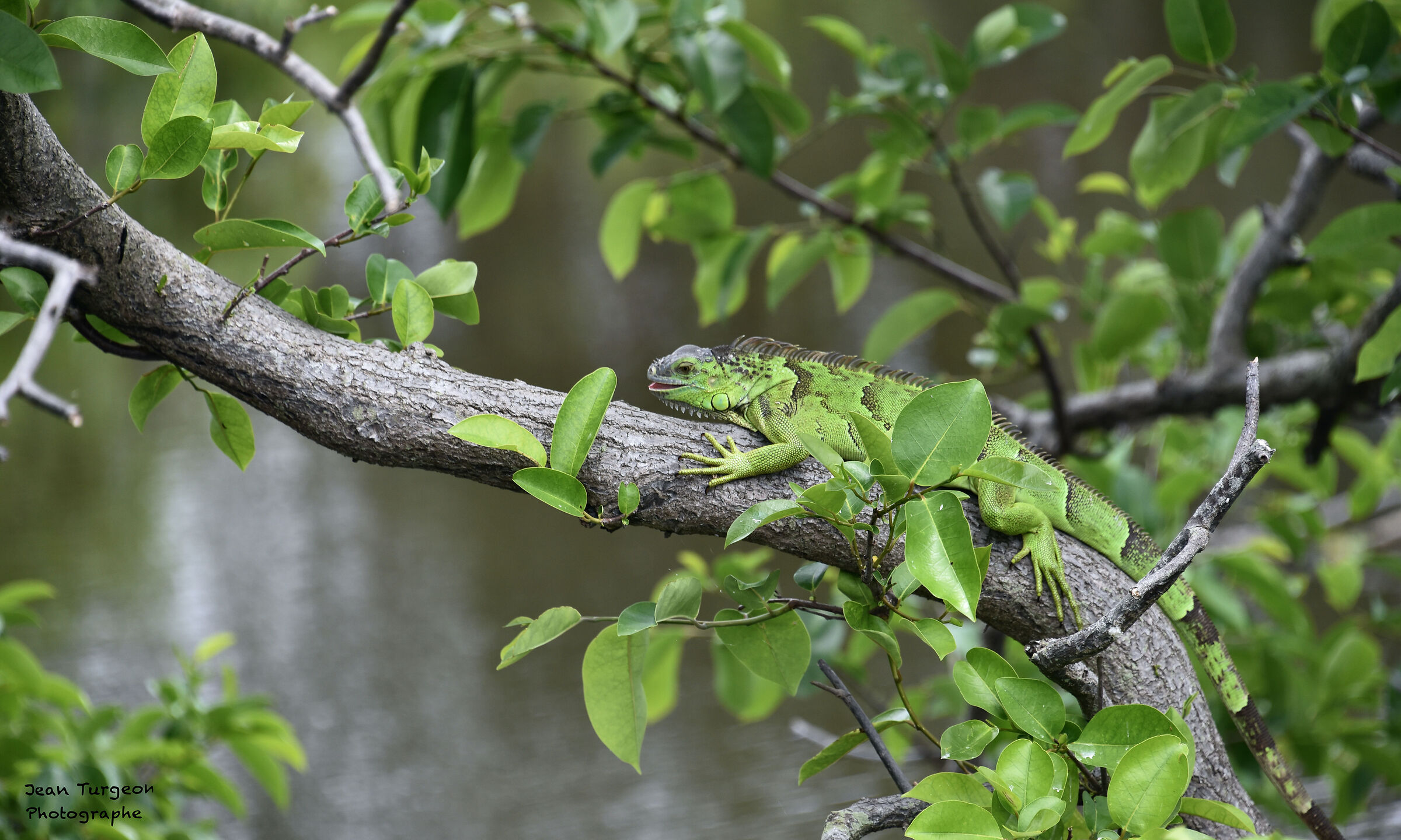 Wakodahatchee Park USA, Iguana