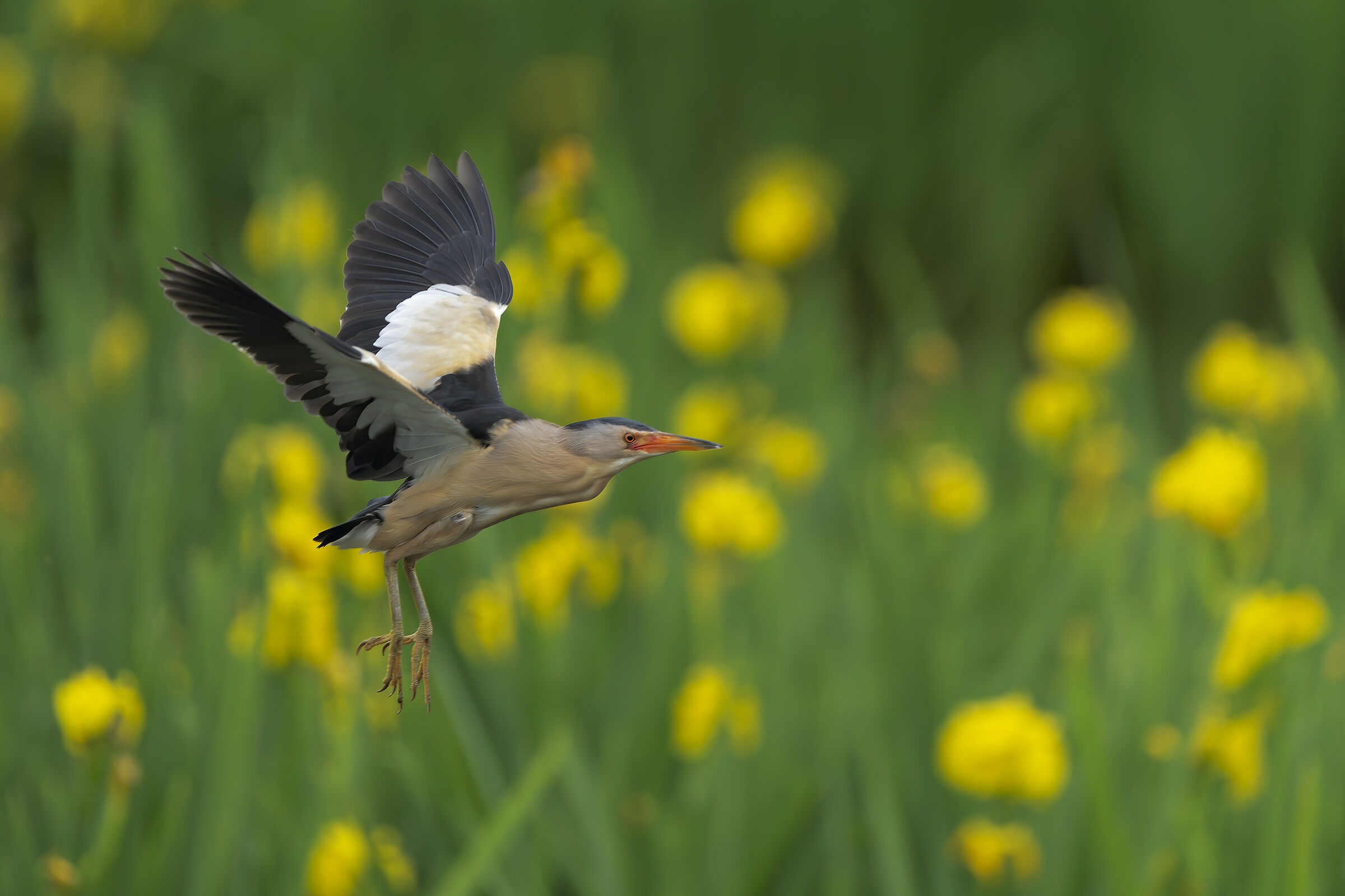 Il Tarabusino nel suo regno