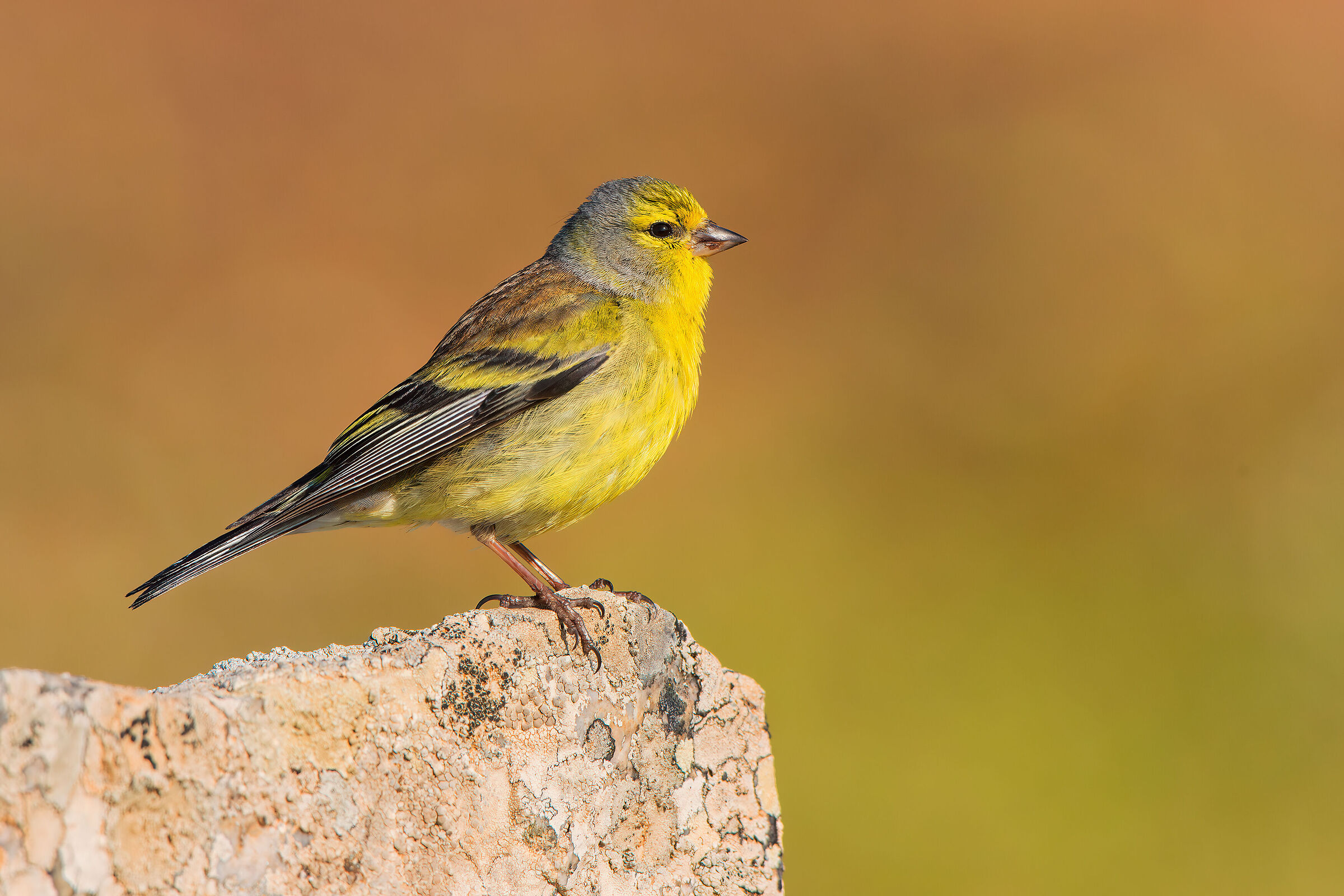 venturone corso all'alba.