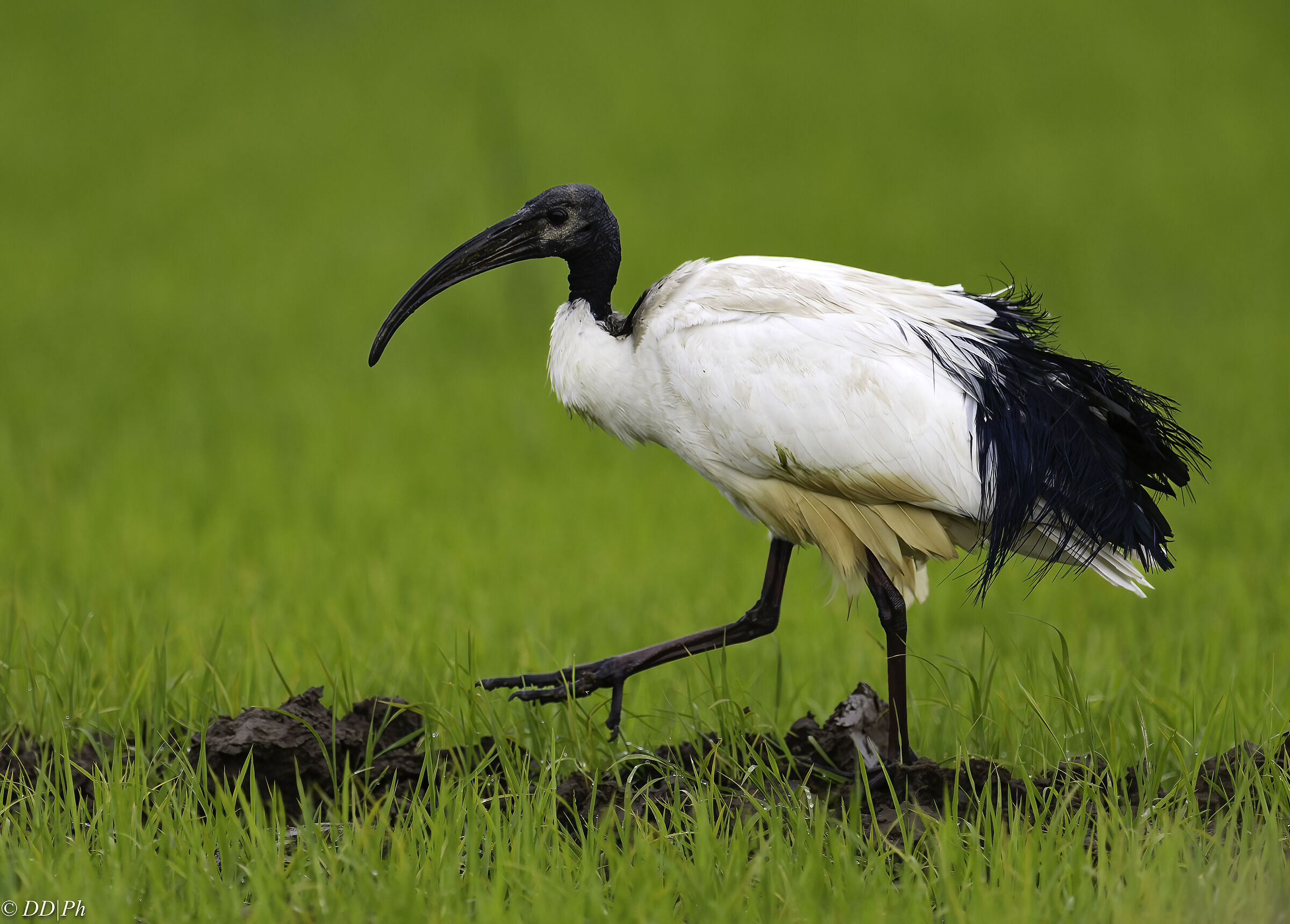 Sacred ibis