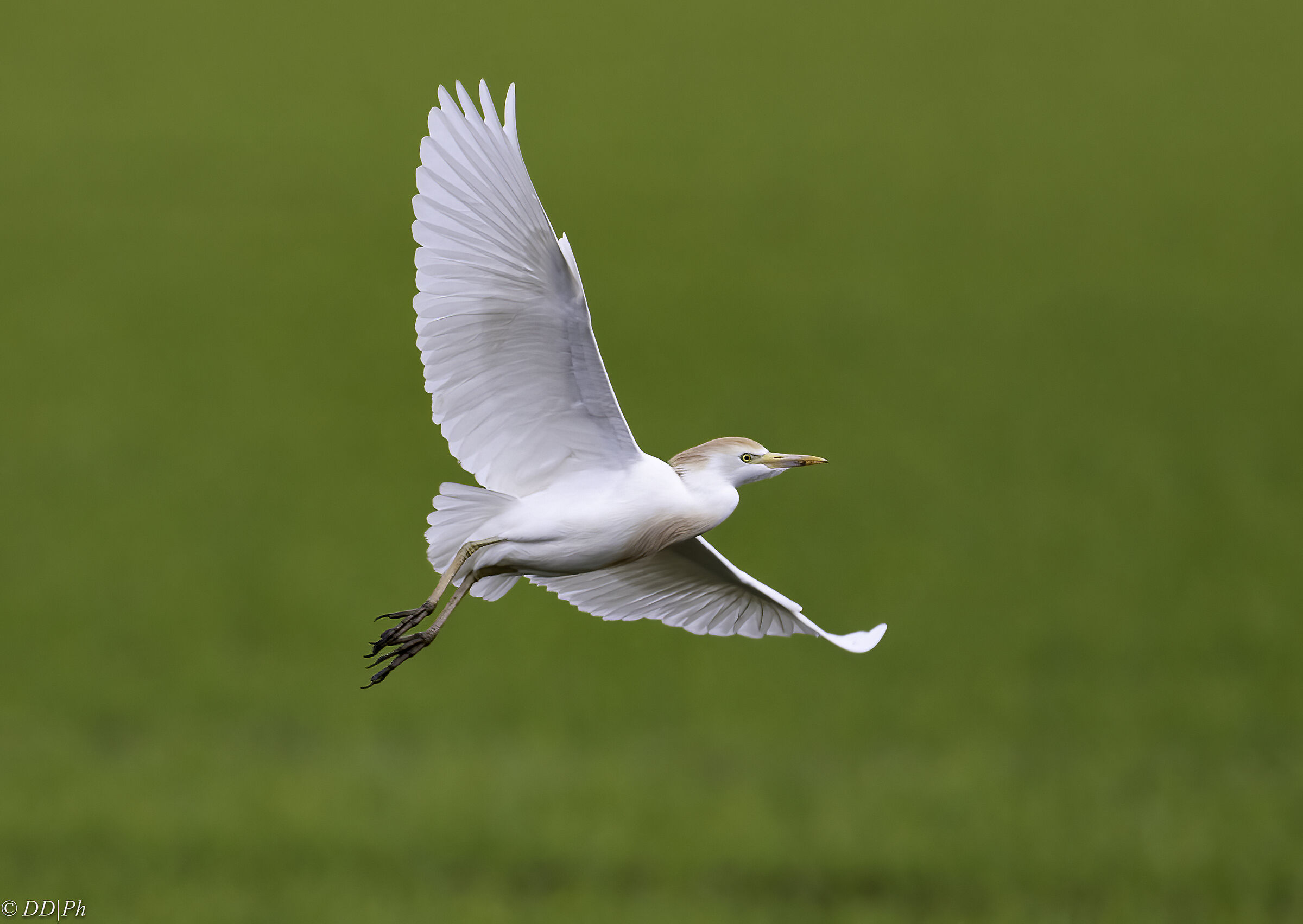 Cattle egret