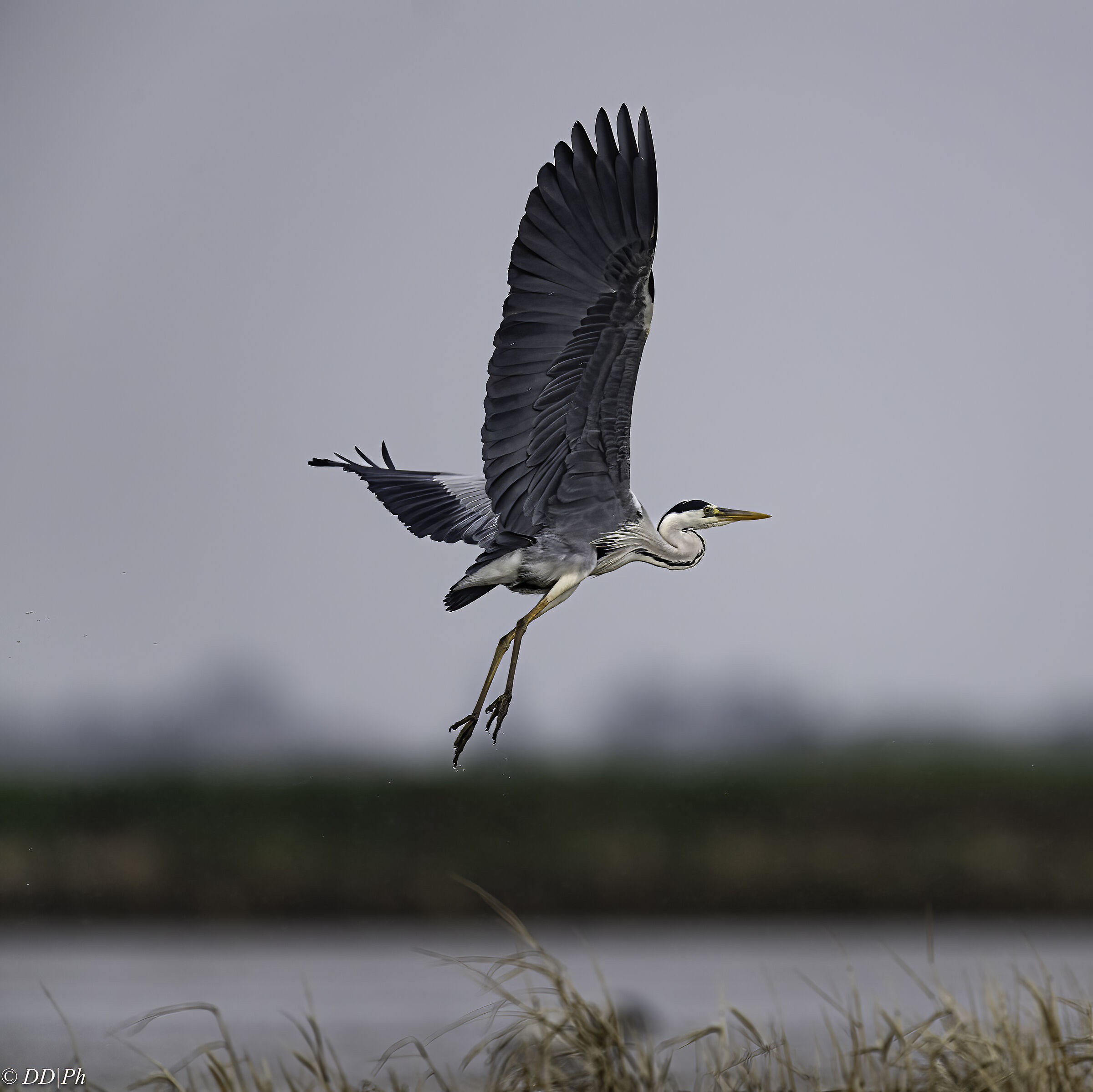Grey heron
