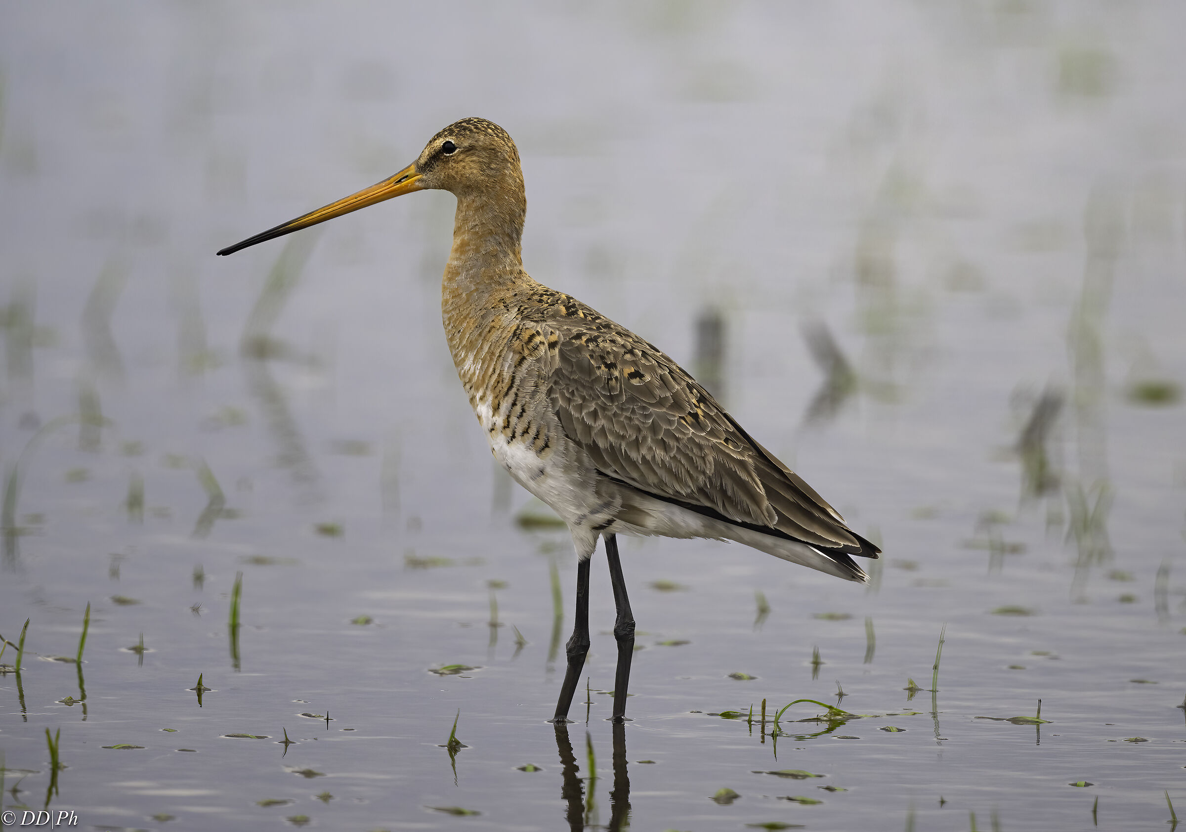 Black-tailed godwit