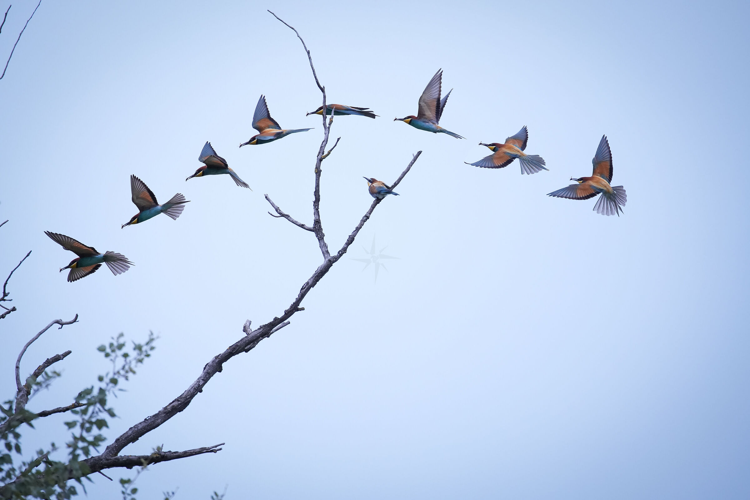 Sequenza di volo del Gruccione