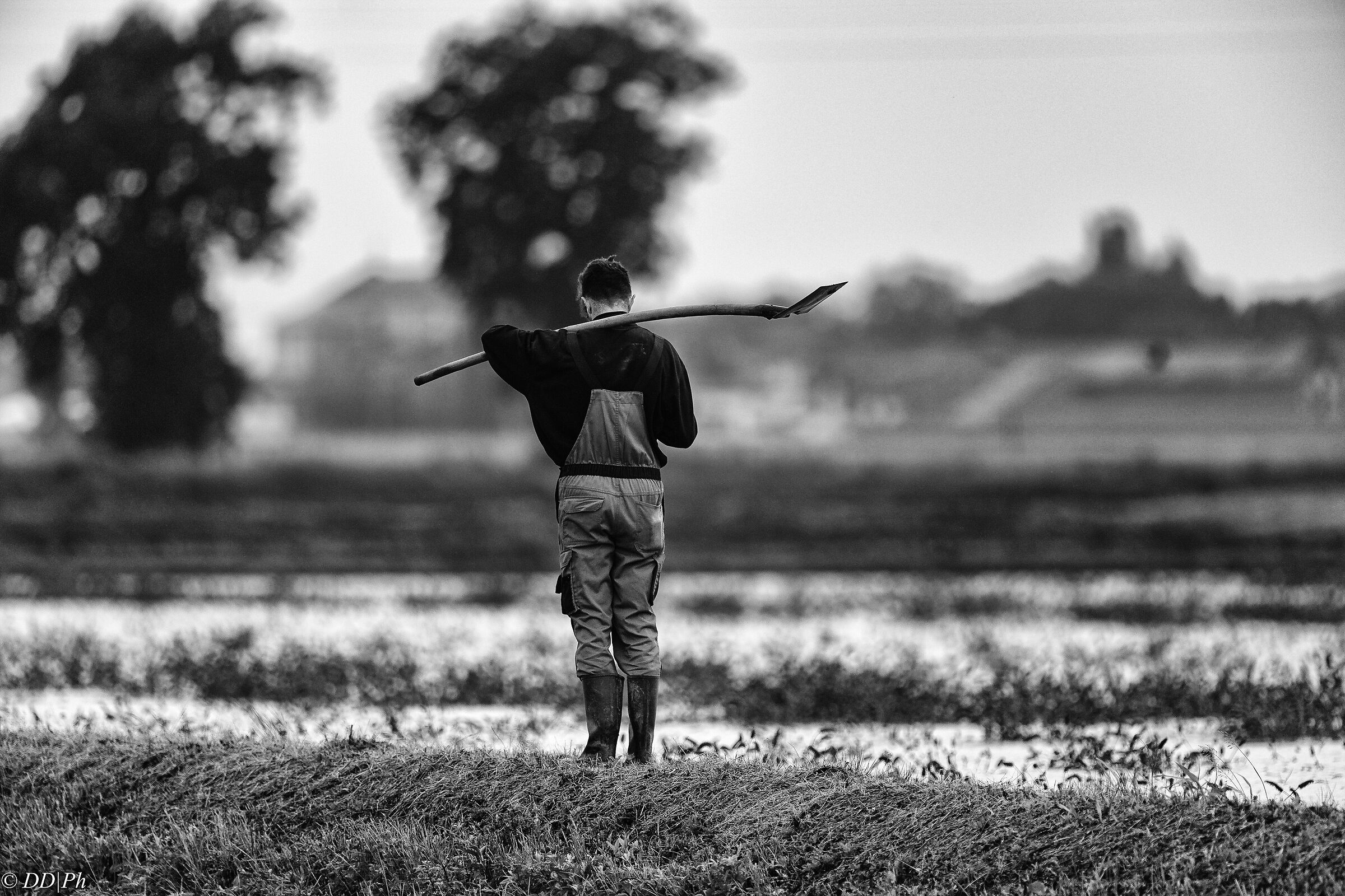 I work in rice fields