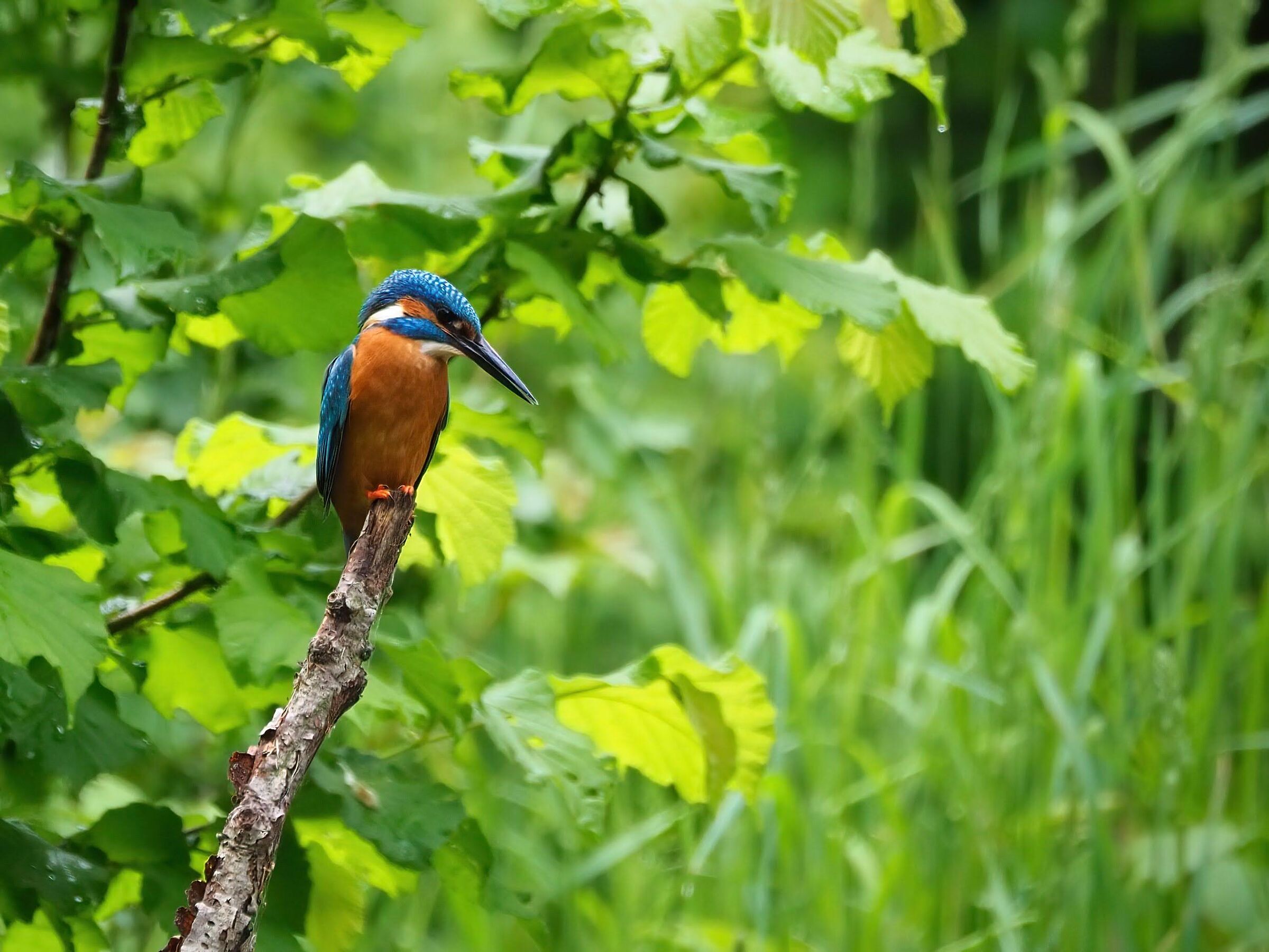 Kingfisher (m)