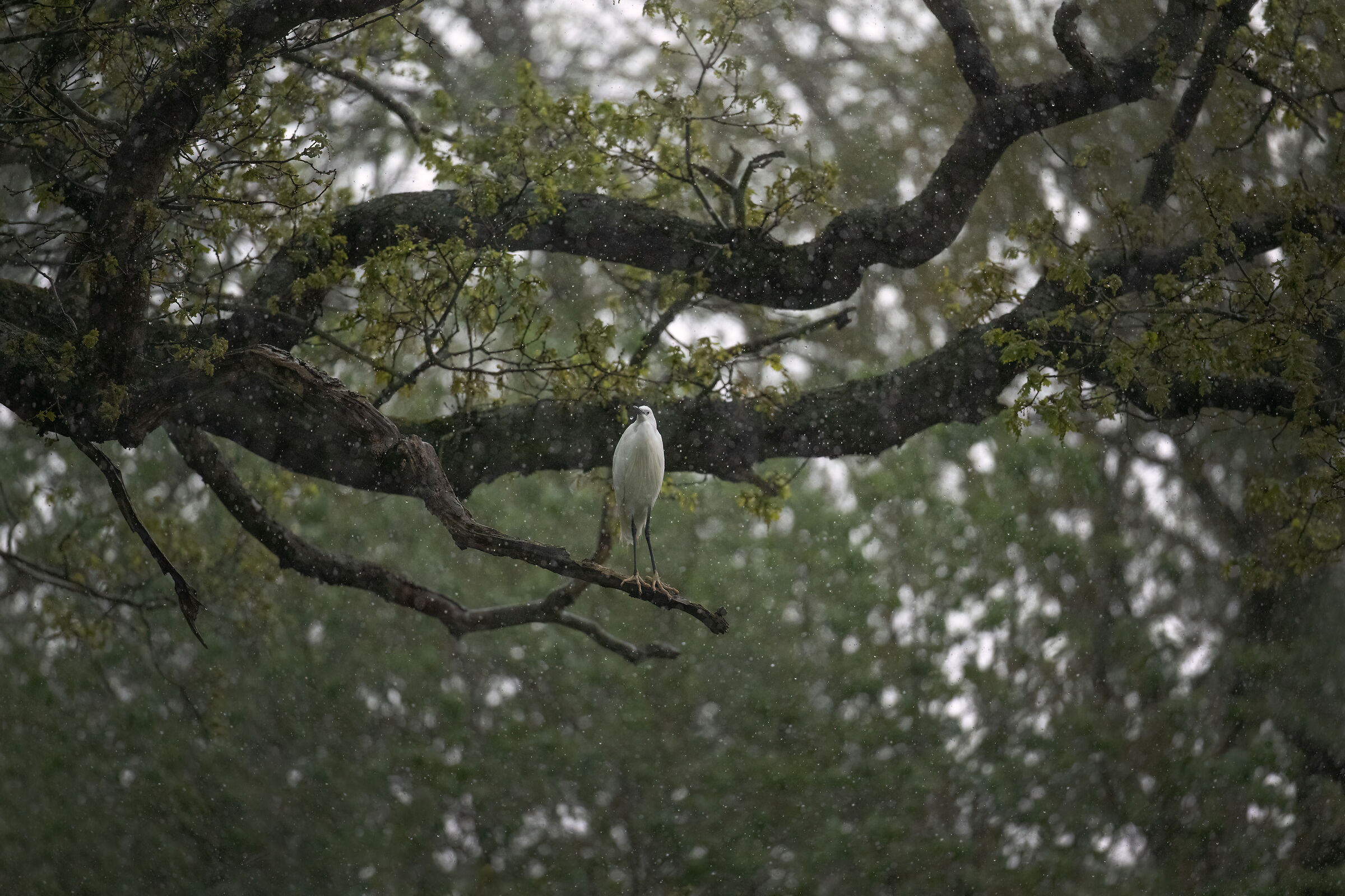Little egret (Egretta egret)