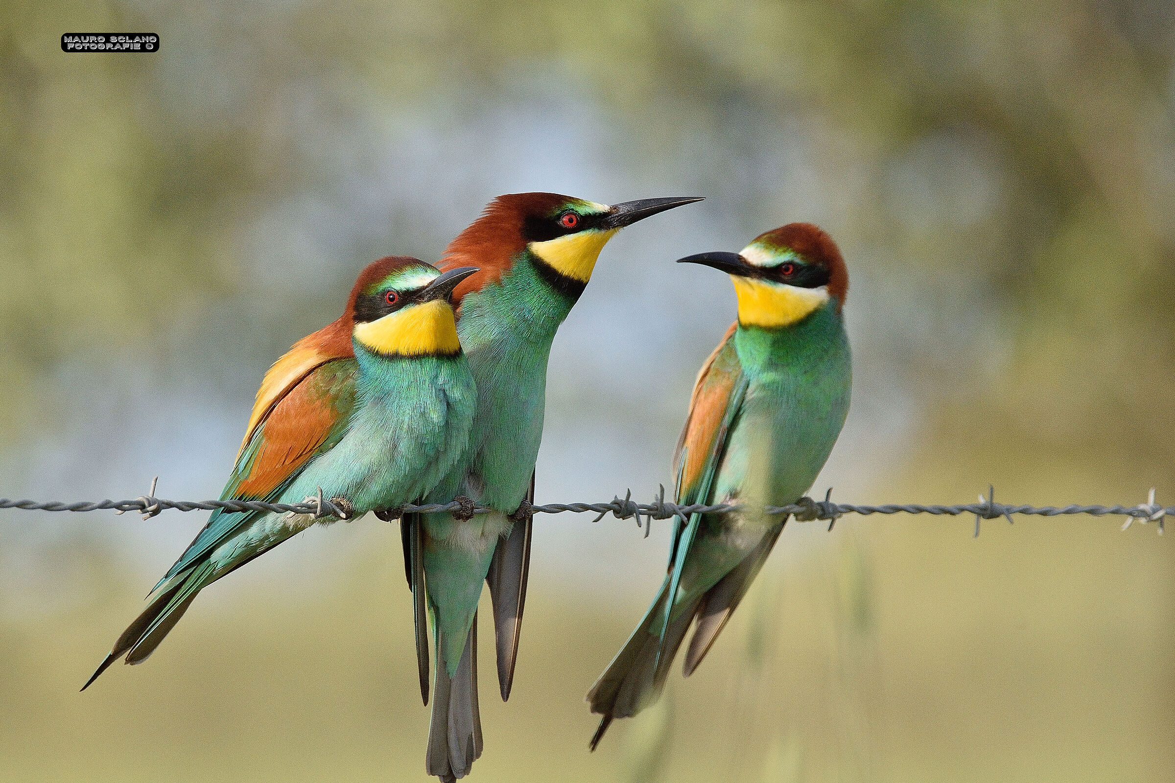 Bee-eaters