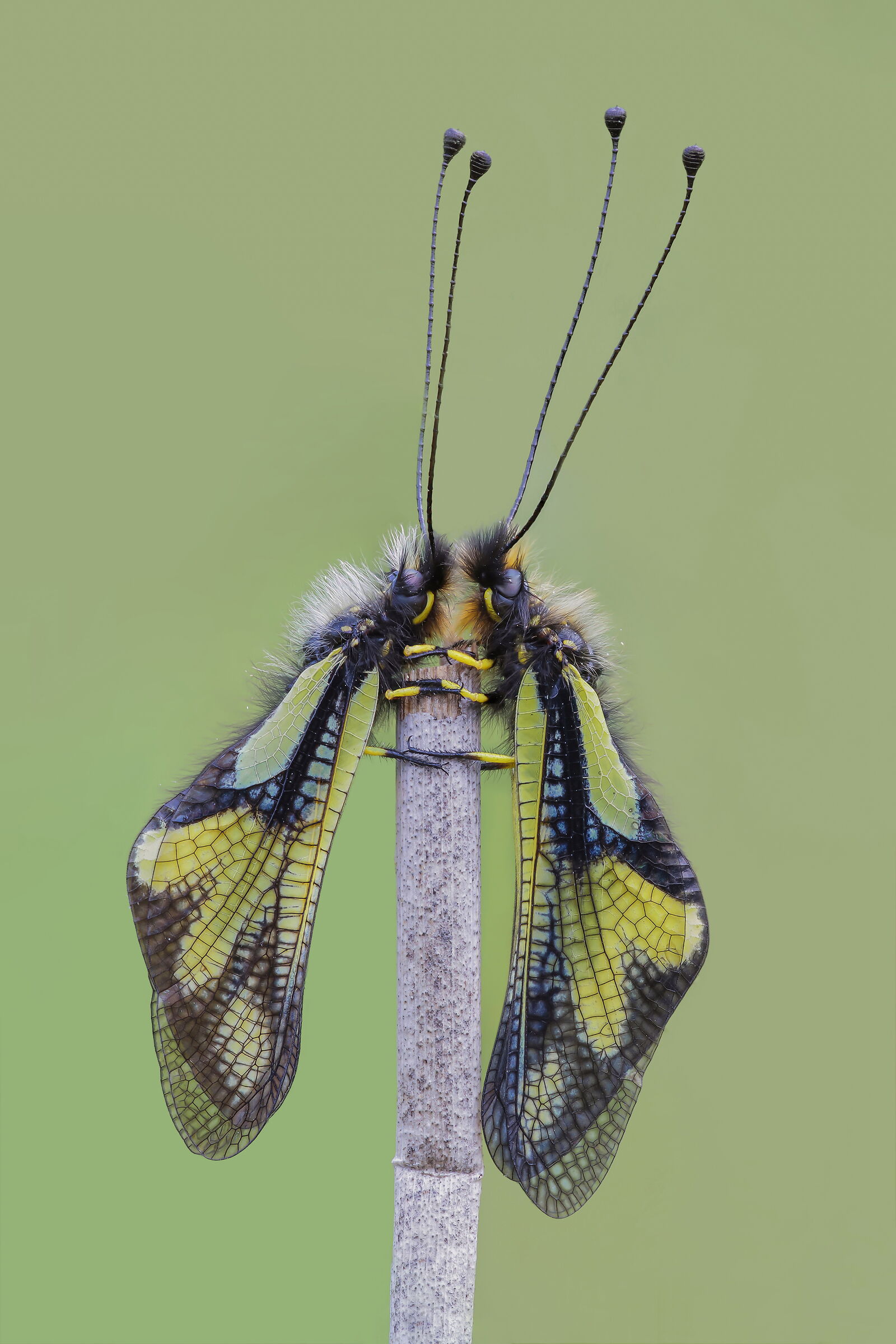 White ascalafo (Libelloides coccajus)