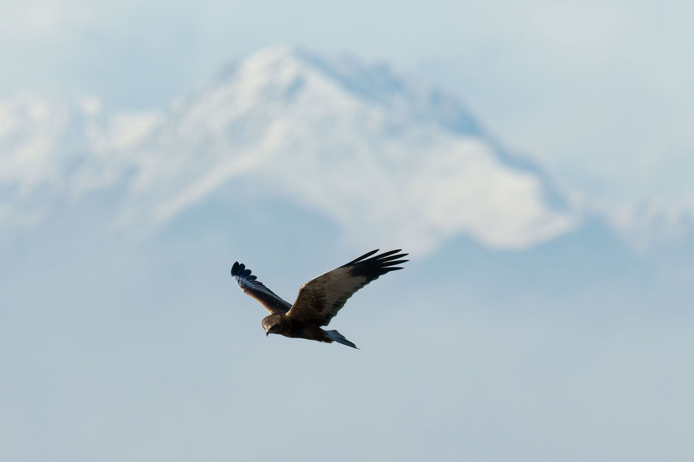 Marsh harrier