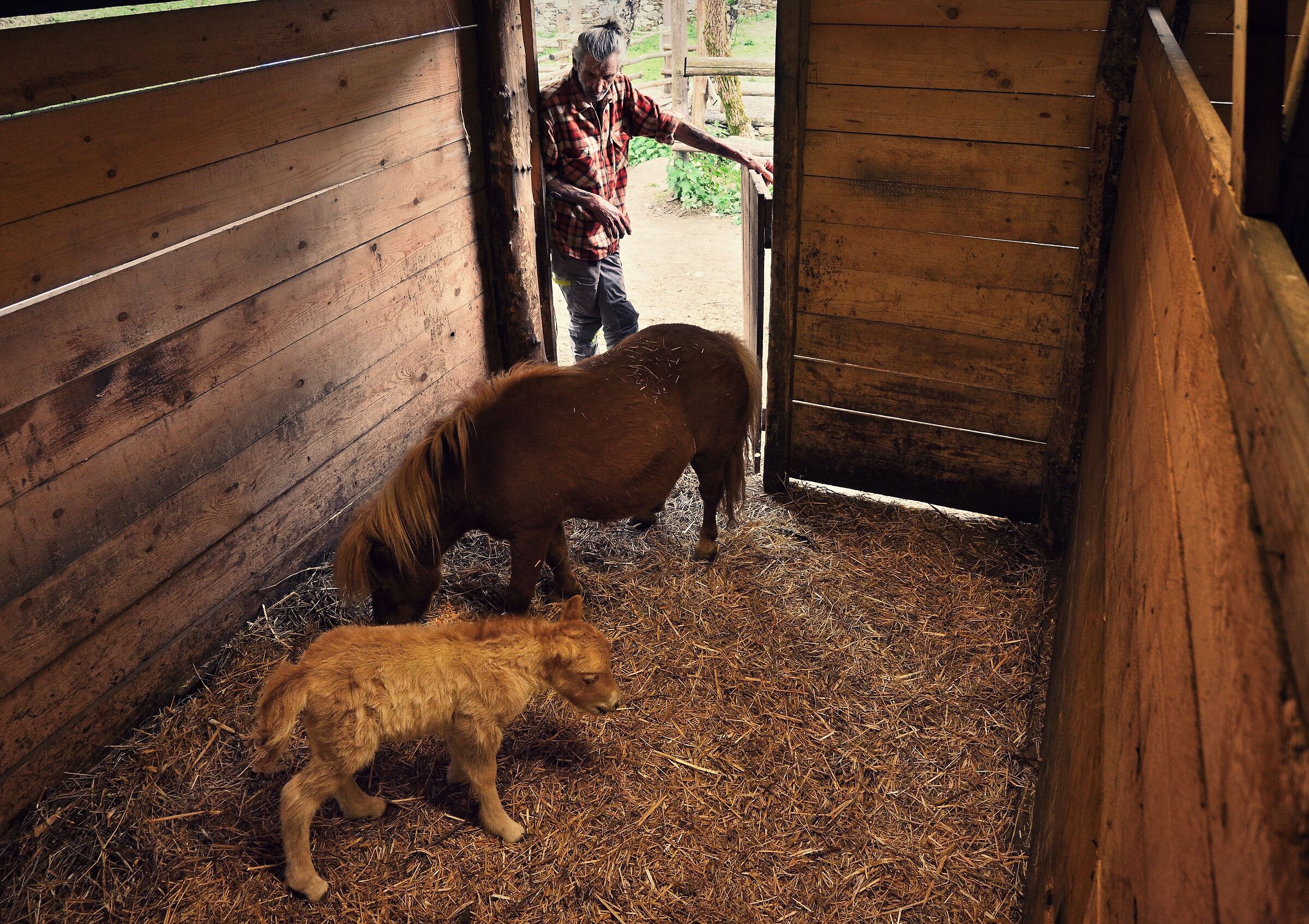 Baby Pony