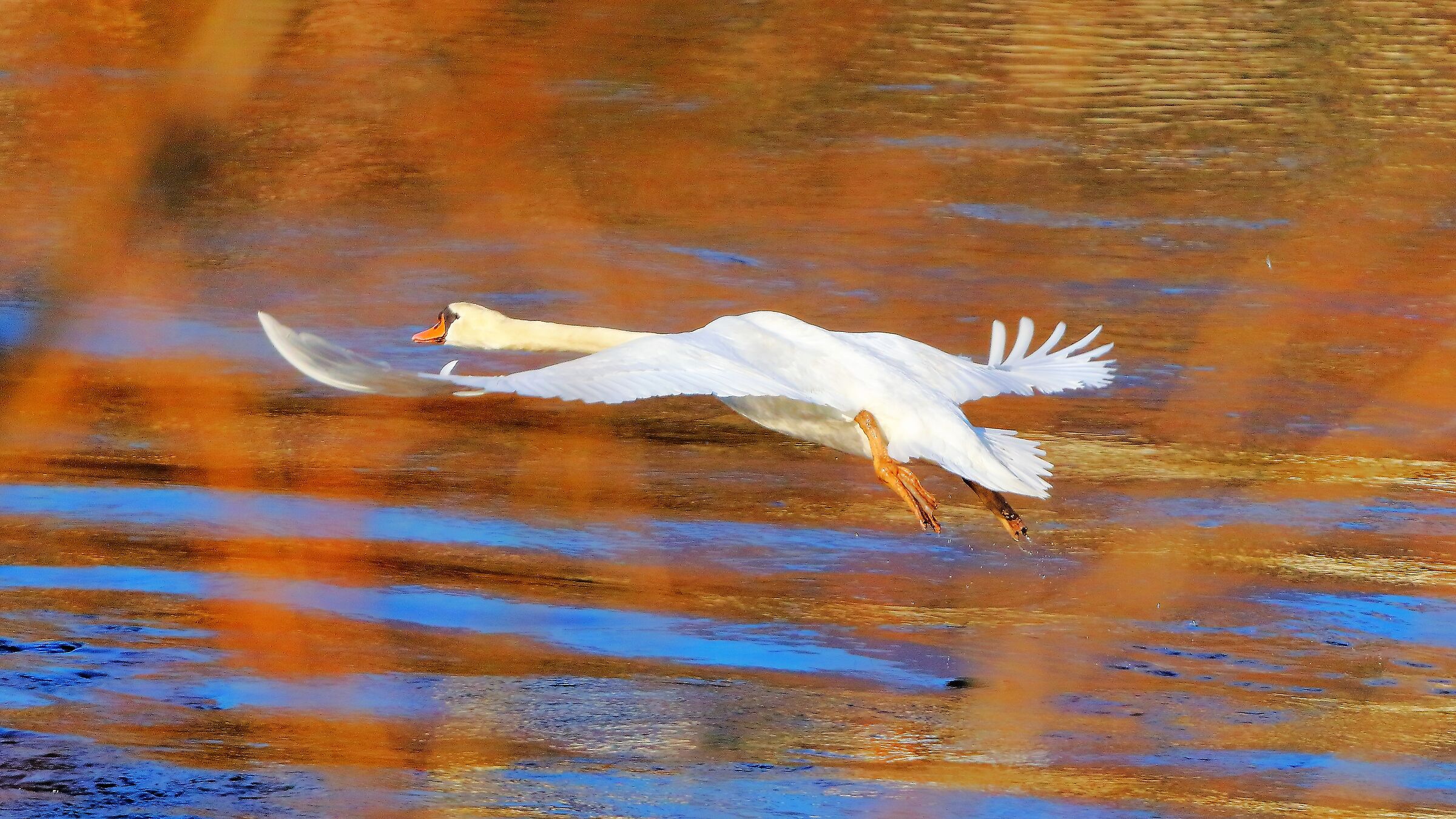 Cigno 13 febbraio 2023