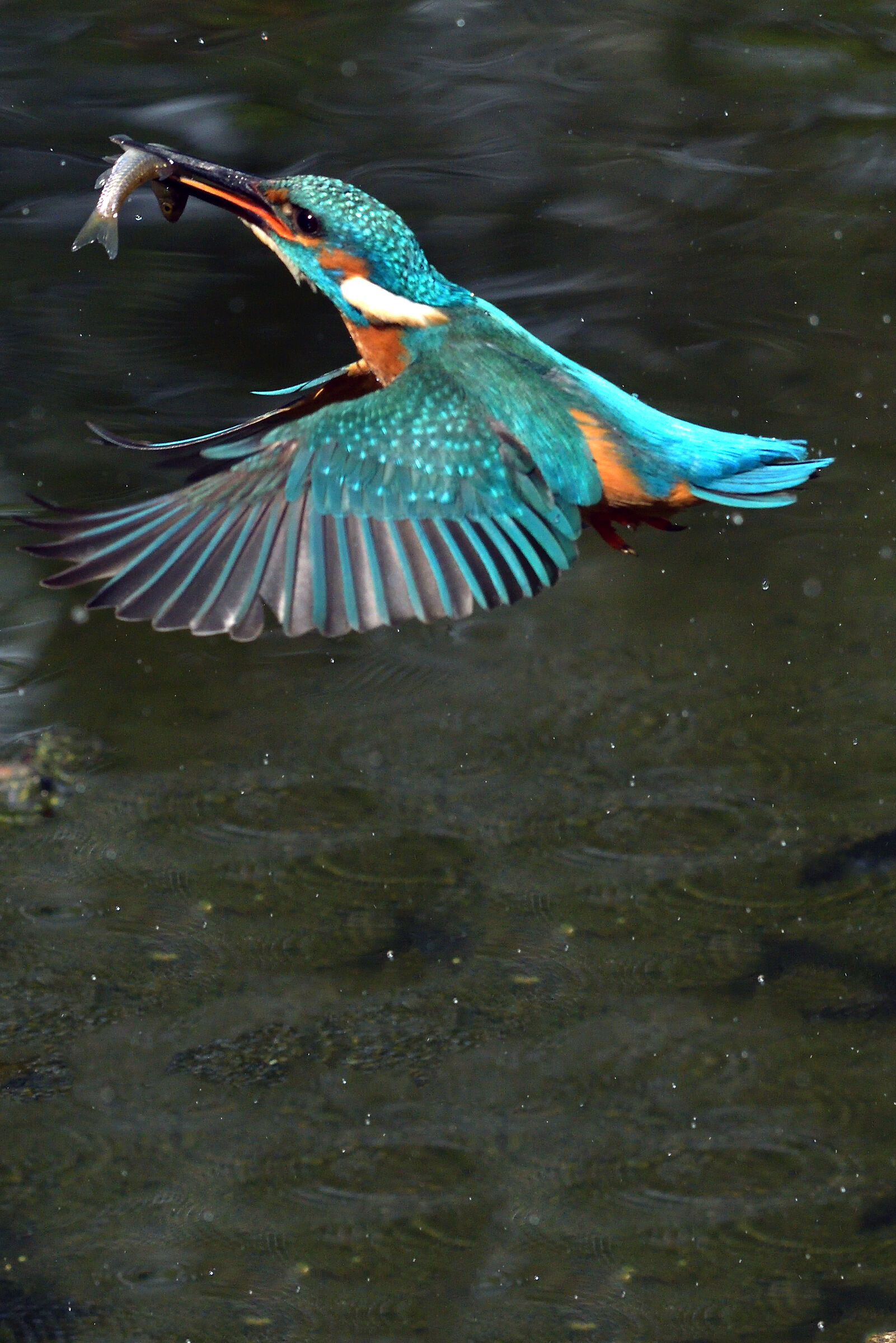 kingfisher