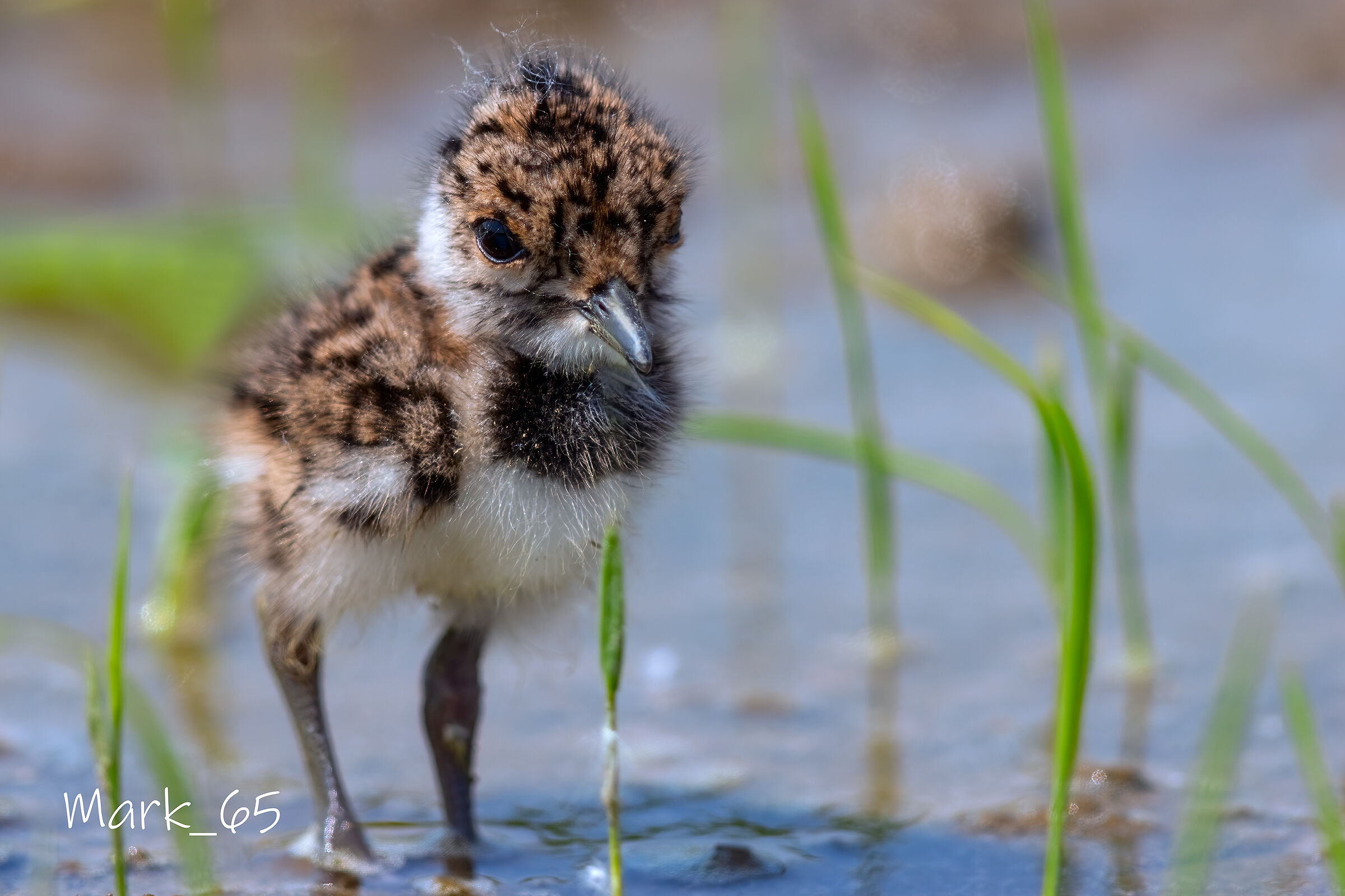 lapwing