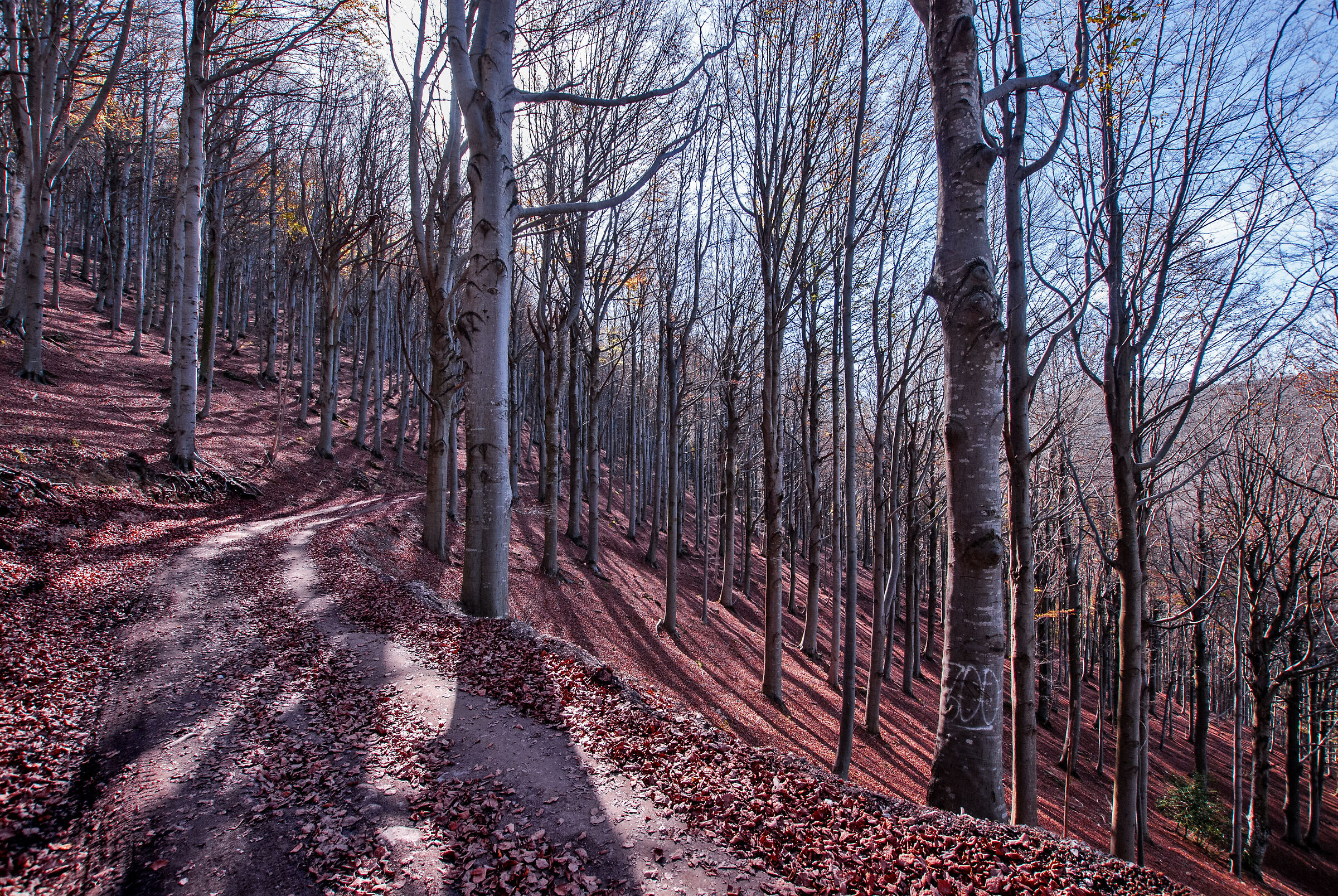 Barbottina Forest _ Liguria.jpg