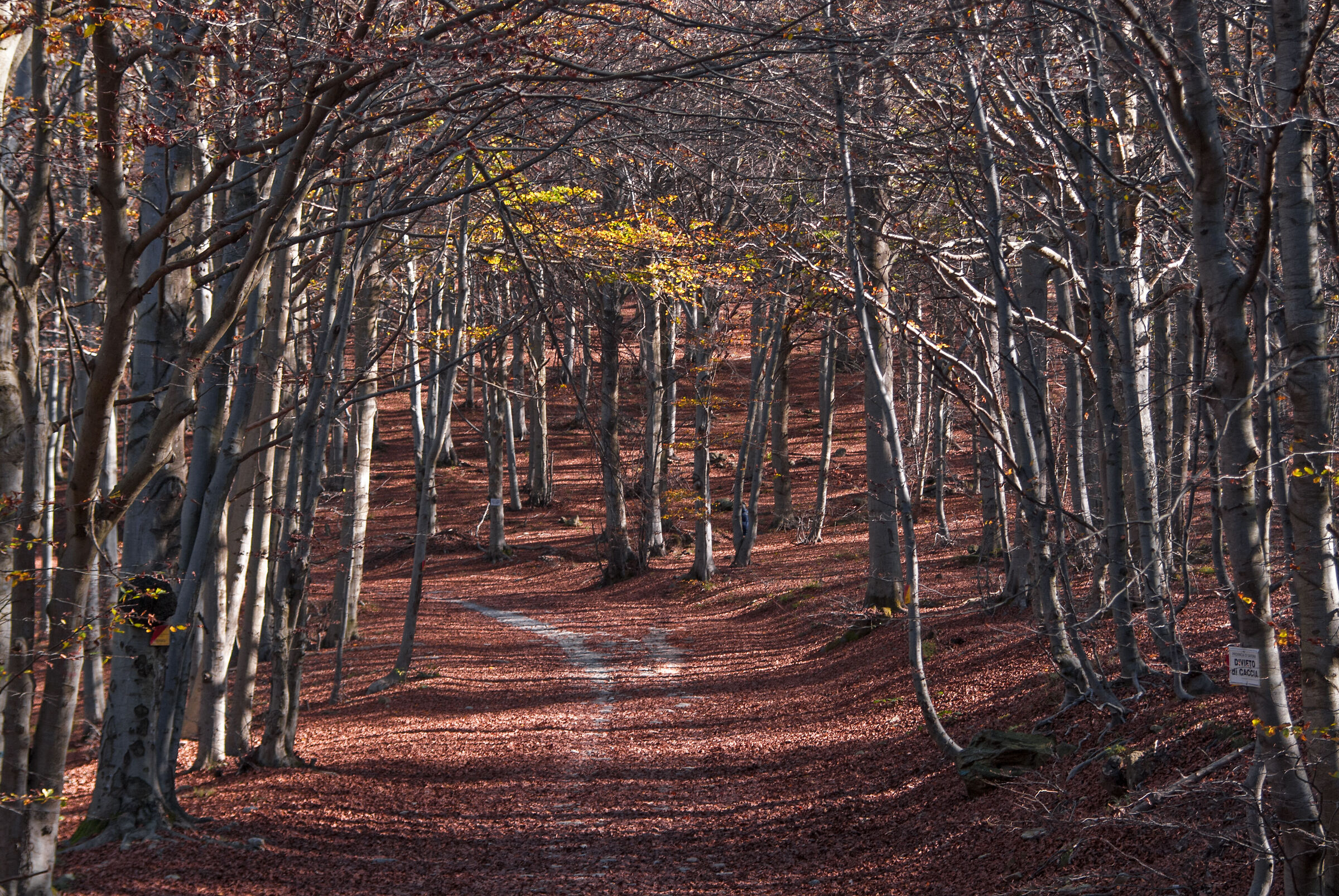 Barbottina Forest _ Liguria .jpg
