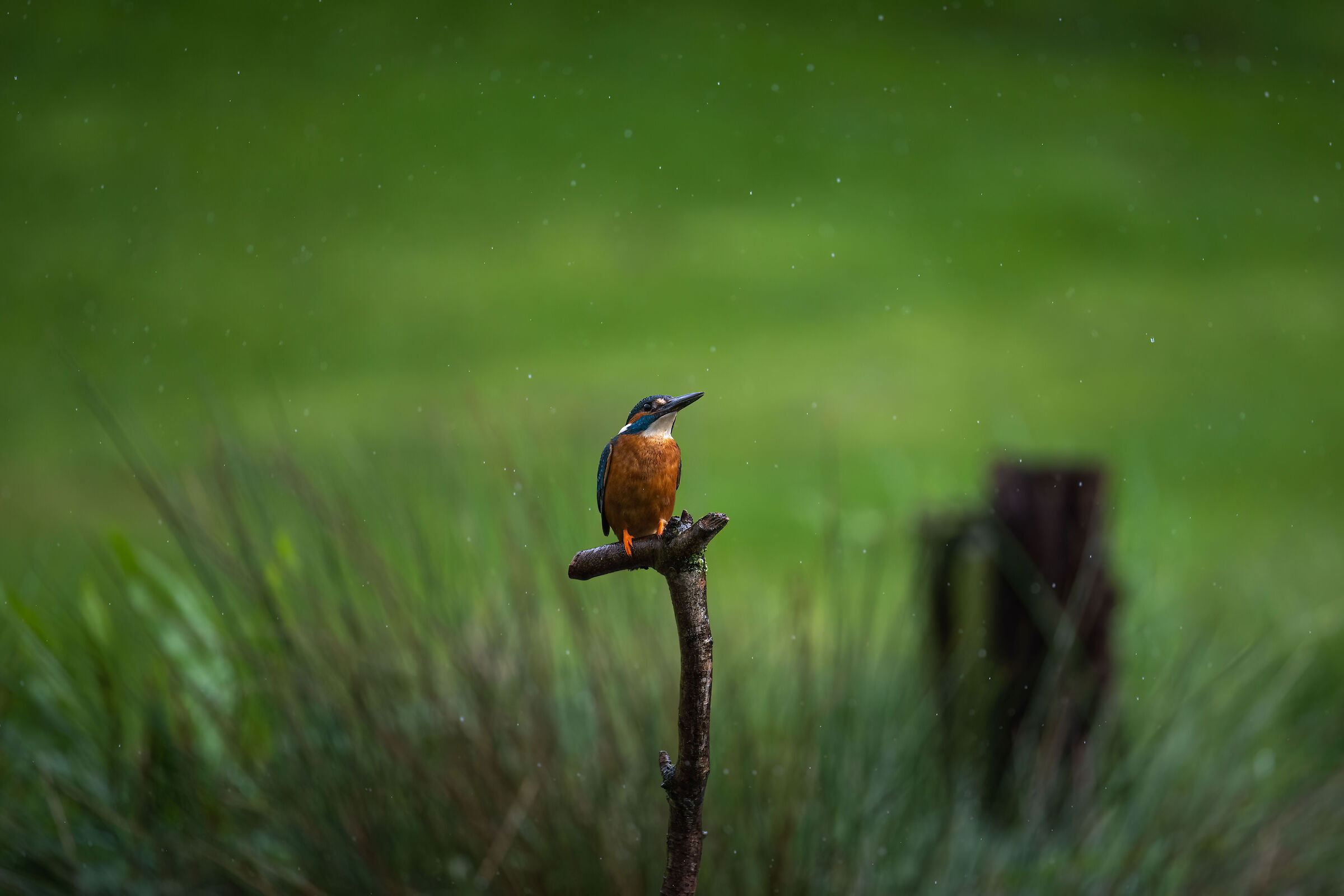 Common Kingfisher (Albedo atthis)