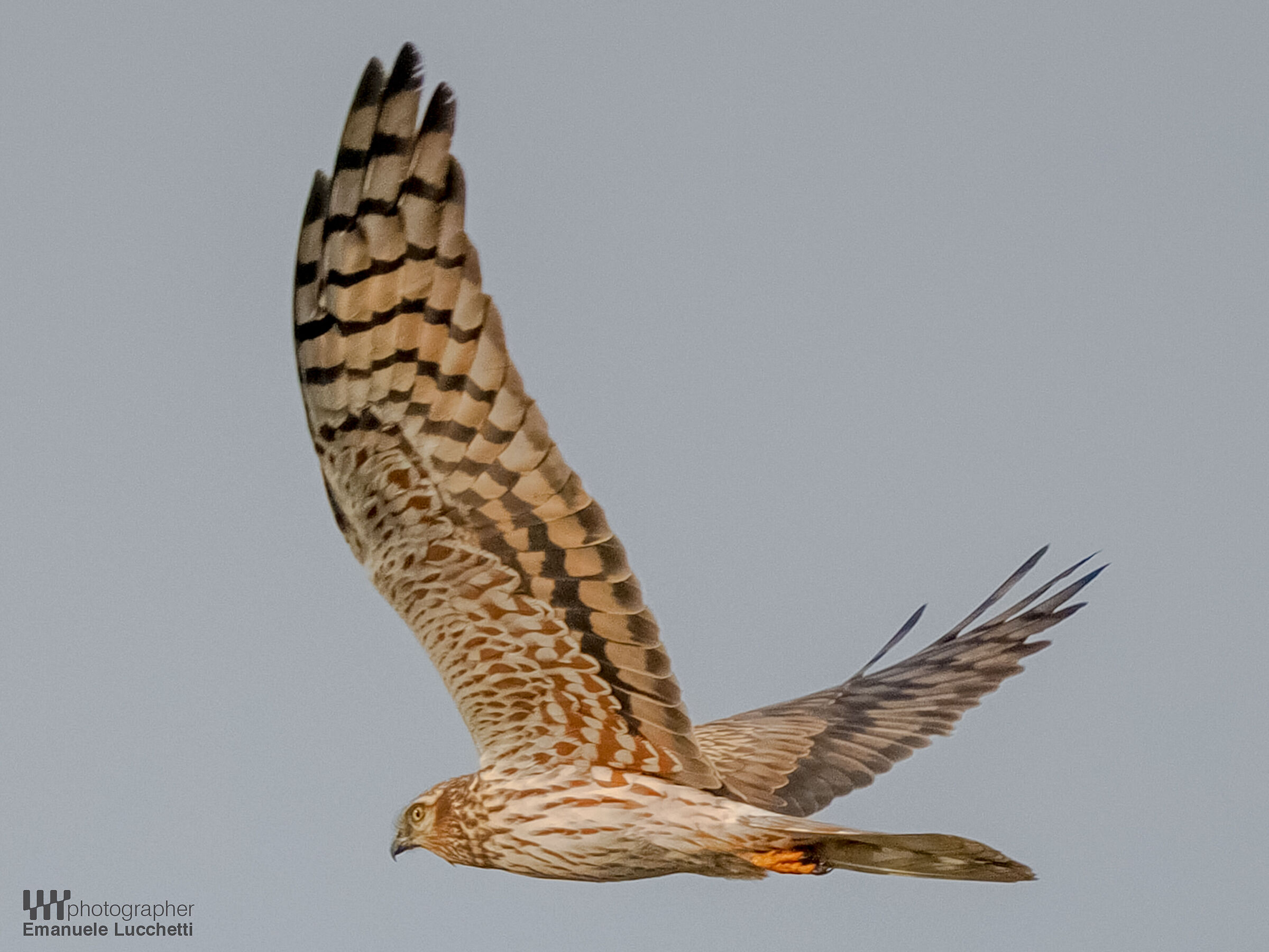 Albanella minore (f)