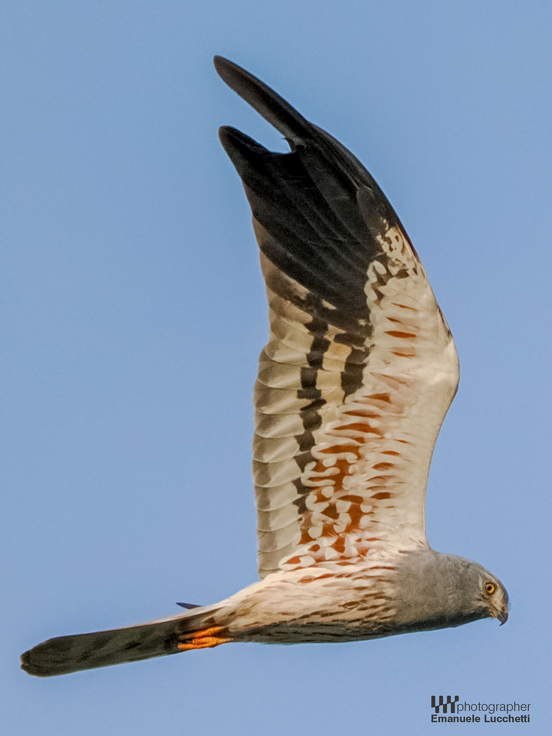 Albanella minore (m)