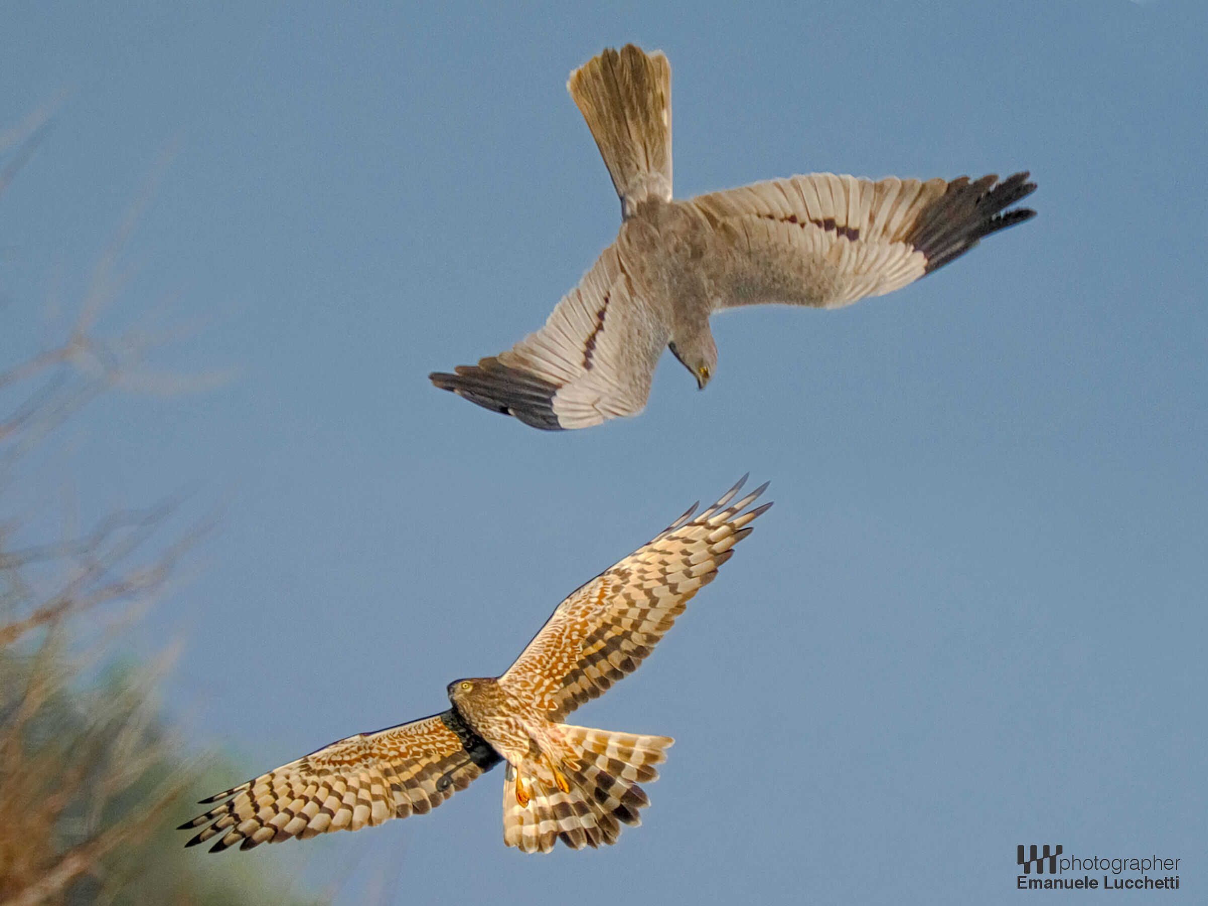 Albanella minore (parata nuziale)